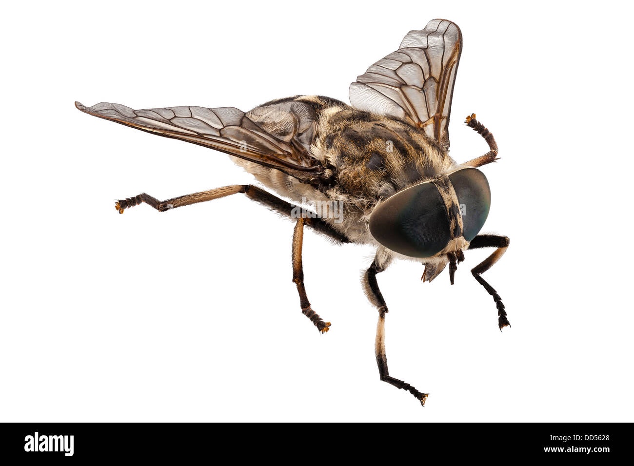 Beware of the Horse Fly: Nature's Tiny Terror