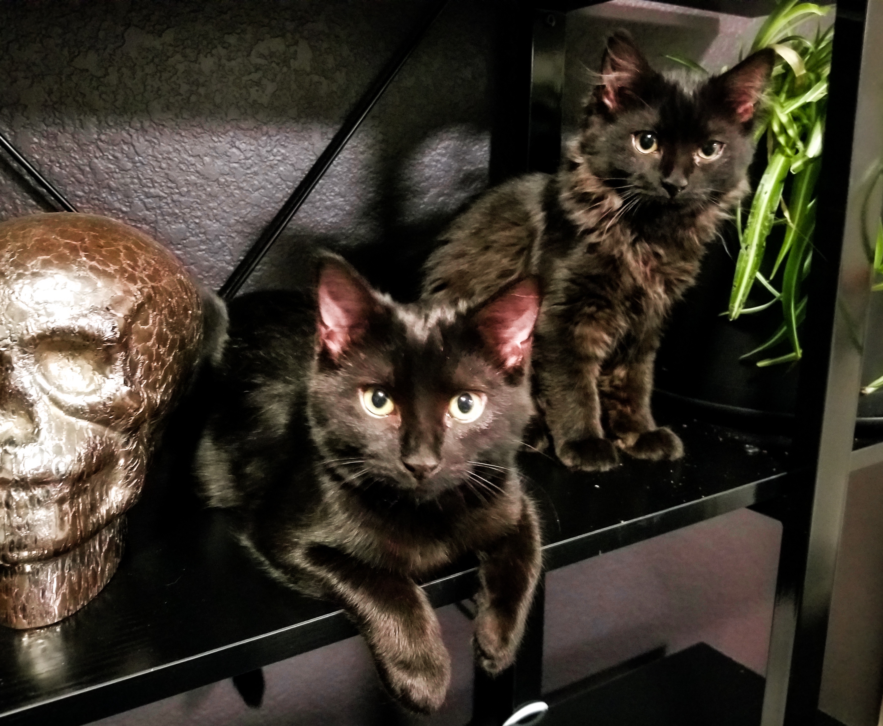 Celebrating four months of this adorable house leopard and its tiny lion buddy!