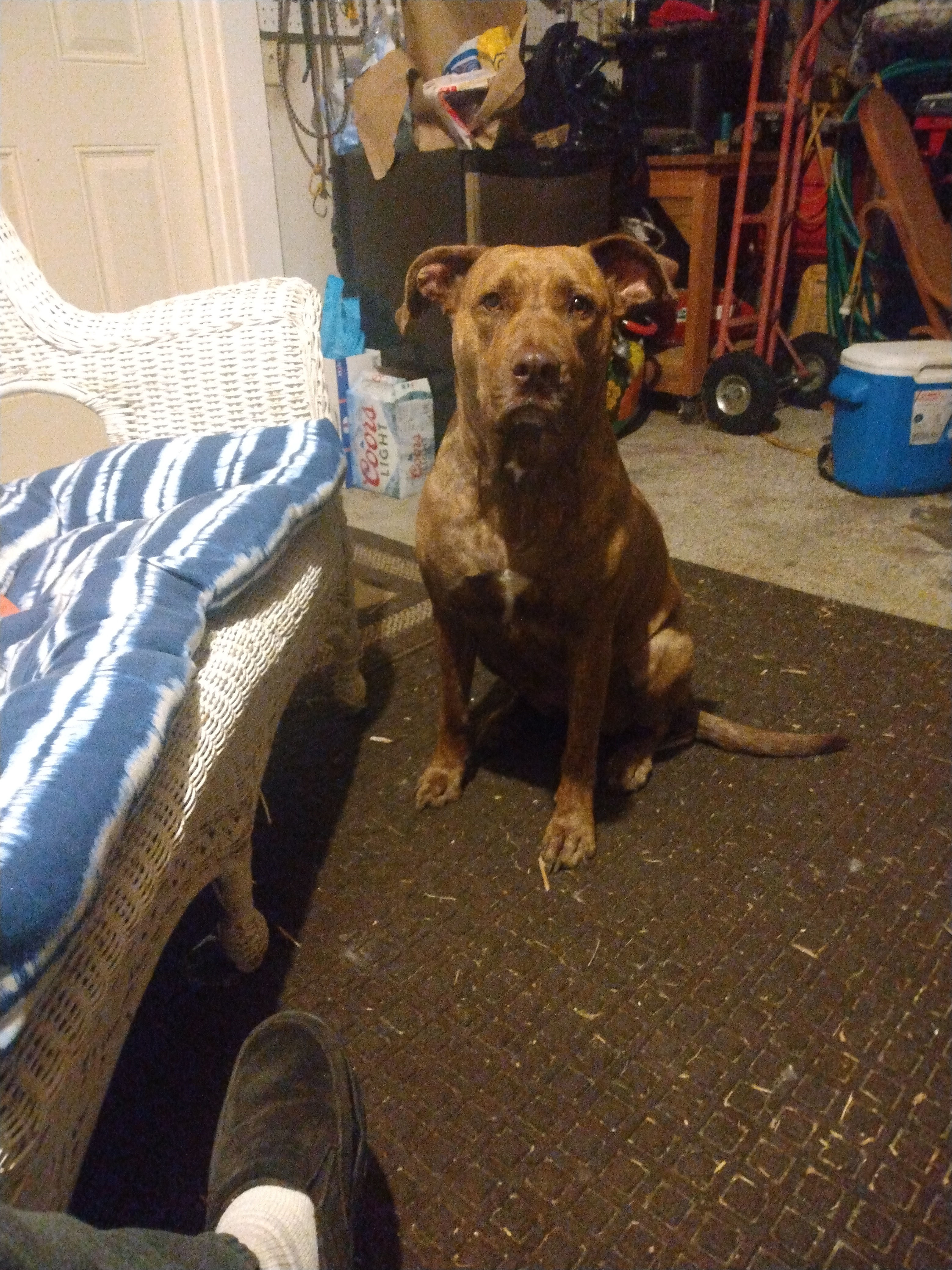 Rumor Has It There's a Dog Tax