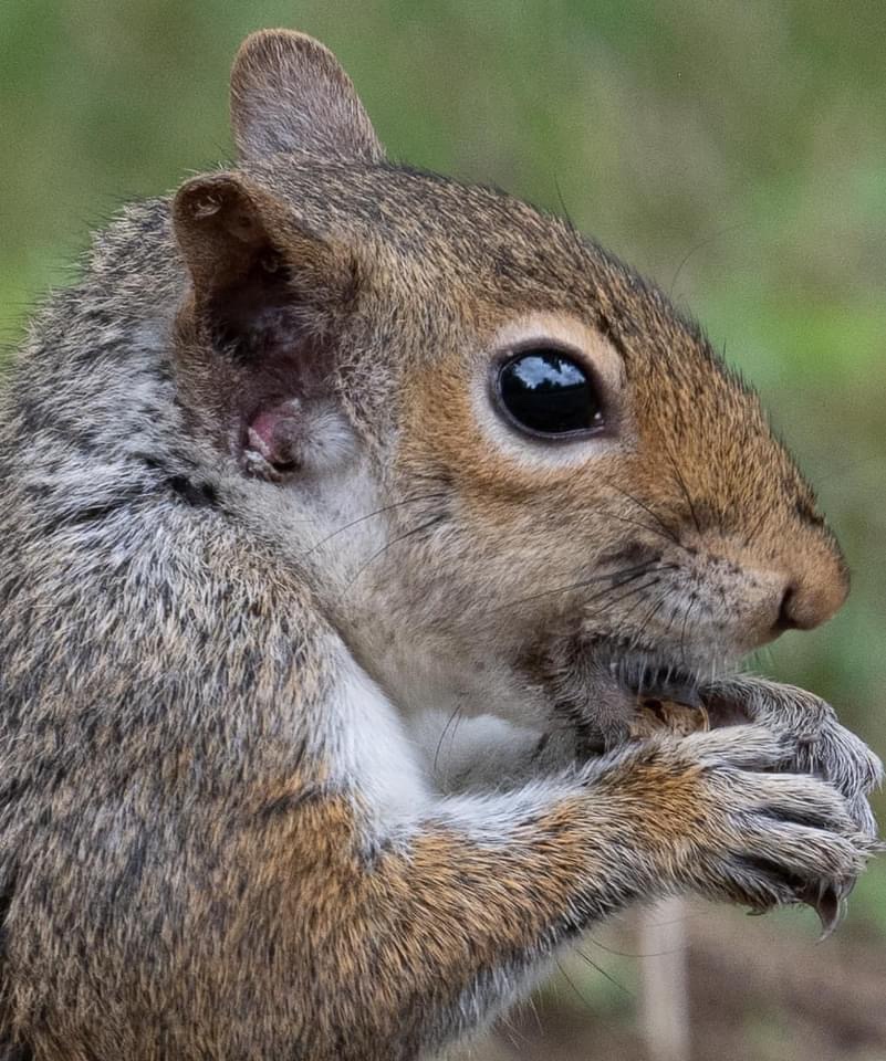 Another Cute Squirrel Moment