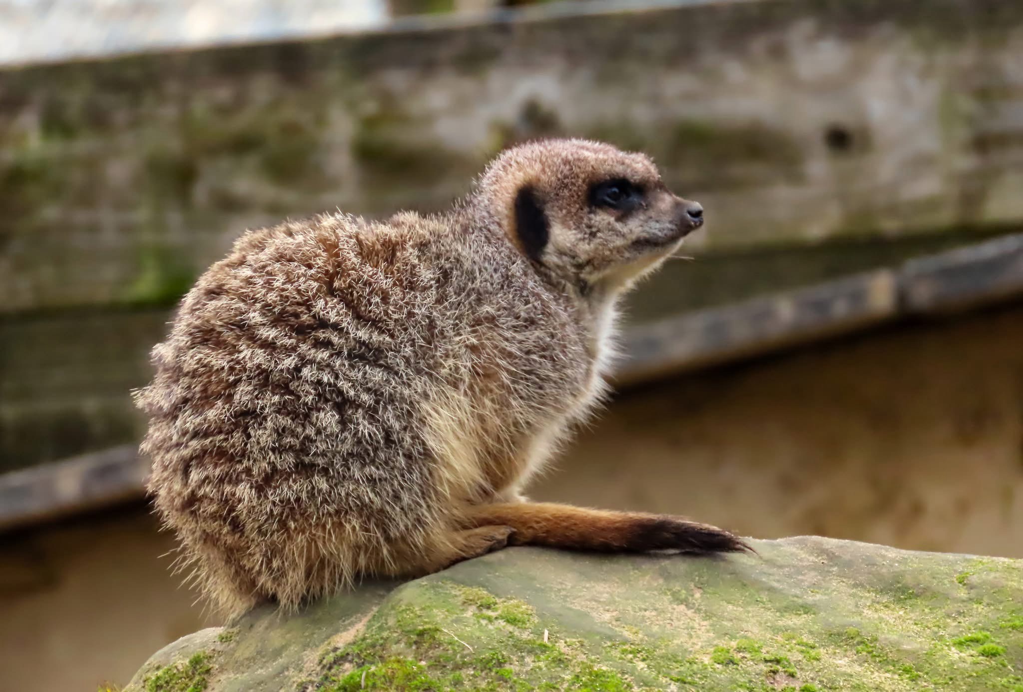 Adorable Meerkat Antics