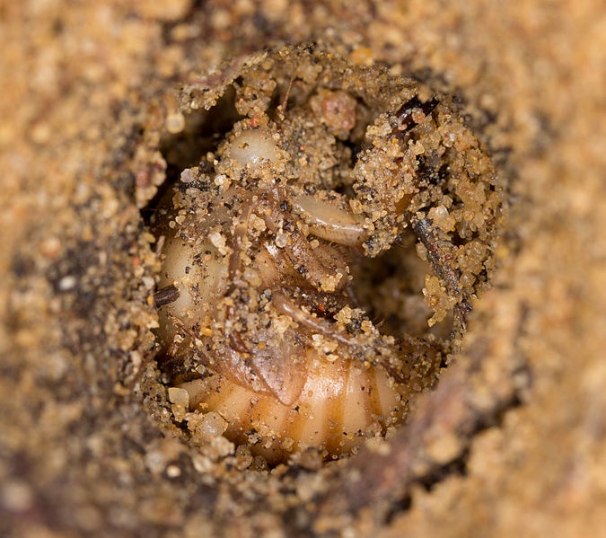 Exploring the Mystery of SCP-1186: The Cochlear Cicadas