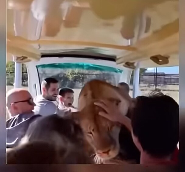 A Lion's Bold Entrance into the Safari