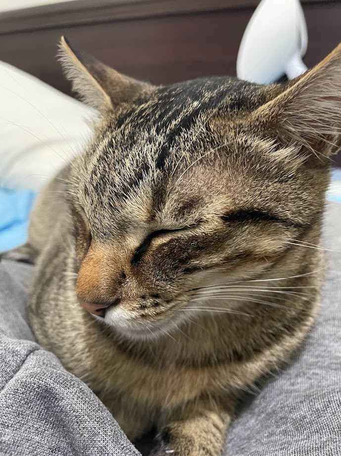 Another charming cat moment