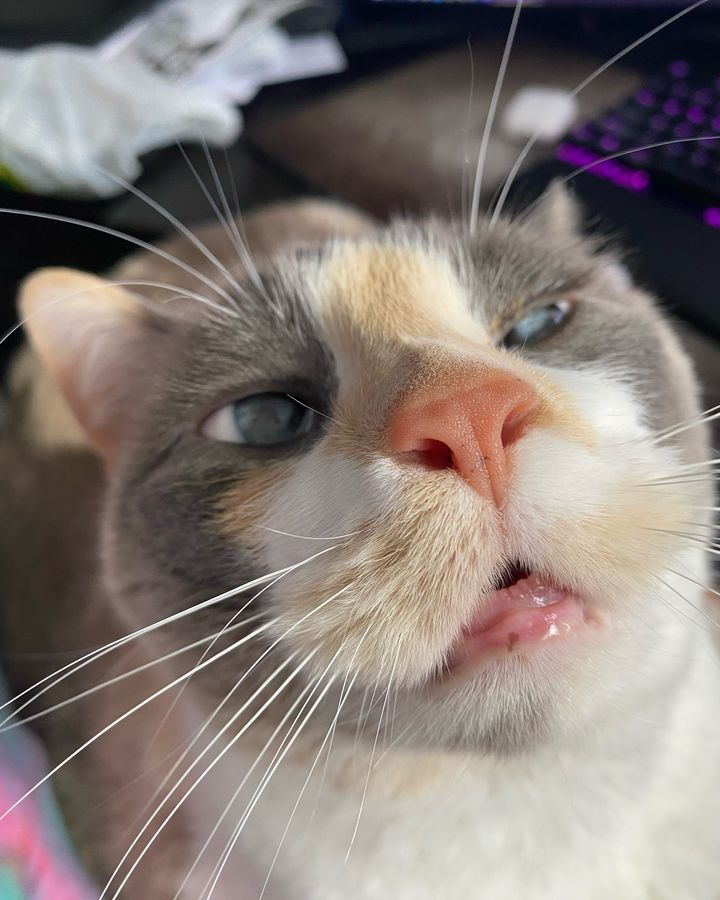 Can You Guess What He's Saying?