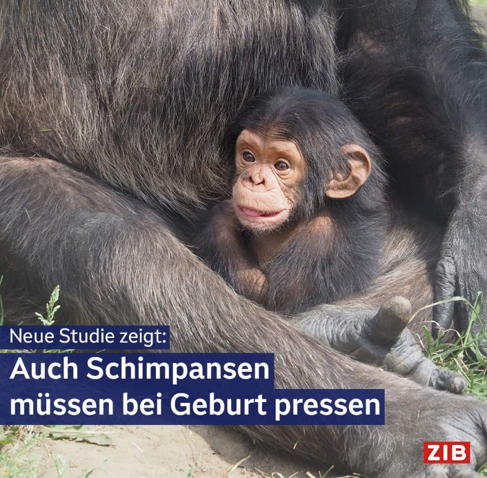 Breaking News from the Monkey Kingdom