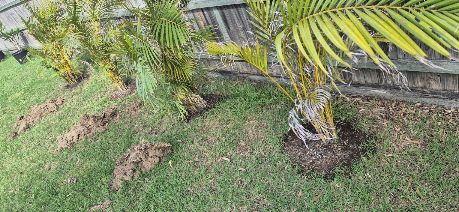 The Great Plant Relocation Adventure