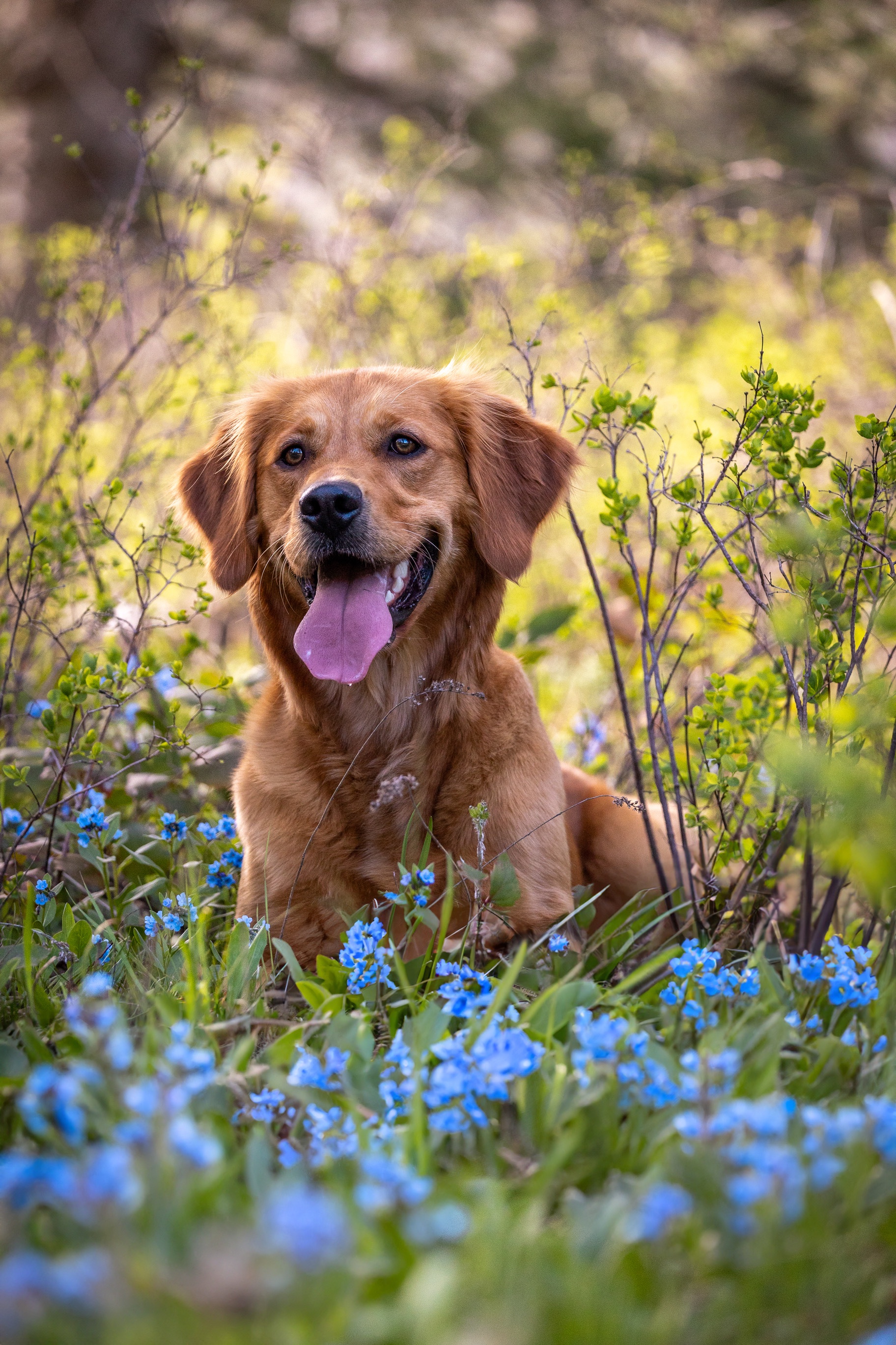 Jera Surrounded by Vibrant Blue Flowers