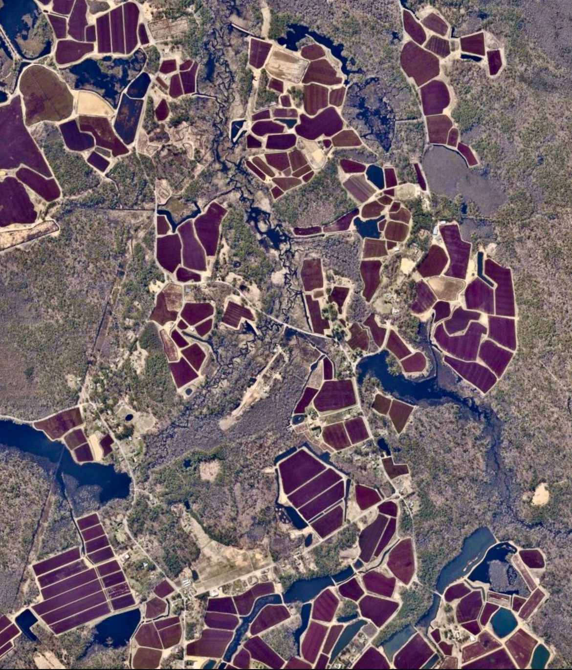 Exploring the Unique Cranberry Bogs of Massachusetts