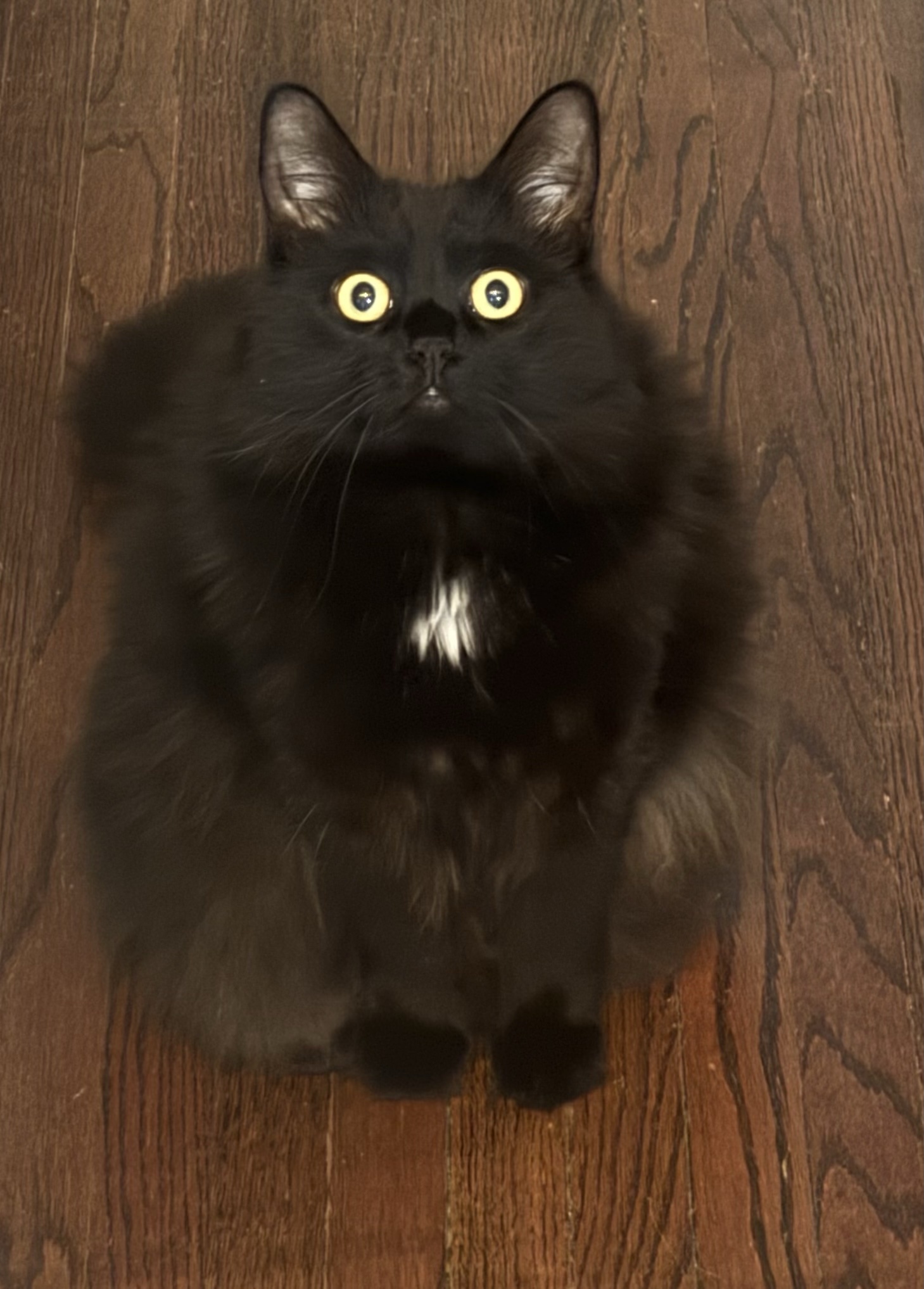 The Void's Hypnosis: Surprisingly Effective!