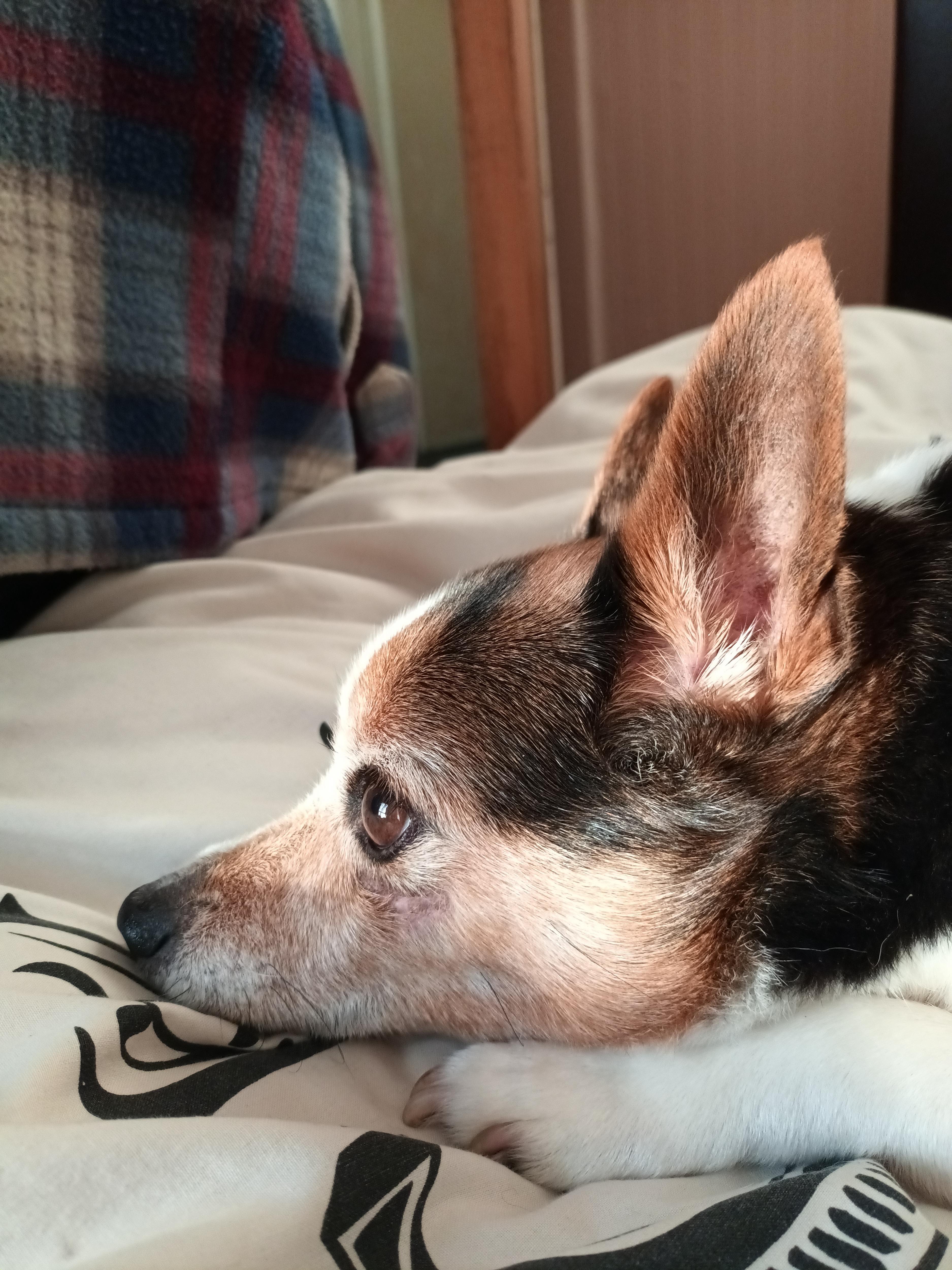Bob Enjoying a Cozy Day in Bed