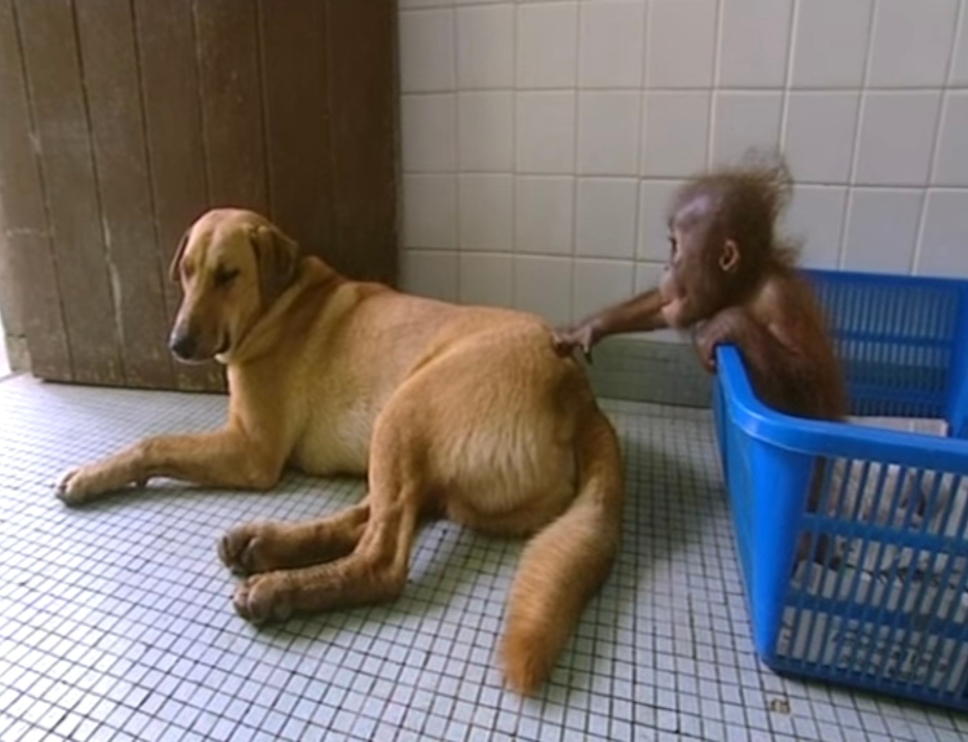 Unexpected Friendships That Warm the Heart