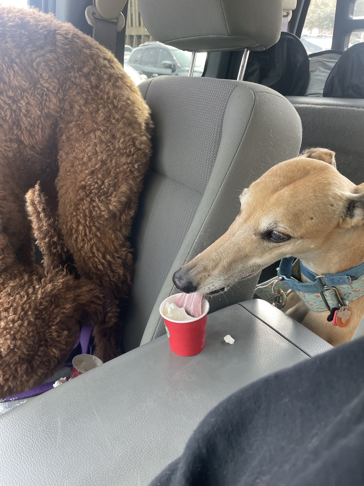 Paws and Play: The Intermission Dogs Take Center Stage