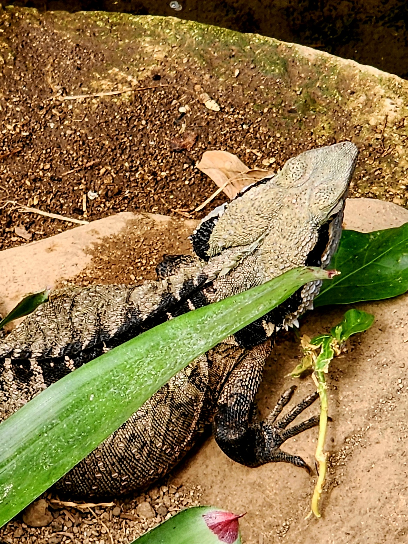 Meet the Eastern Water Dragons, with Irwin being the largest!