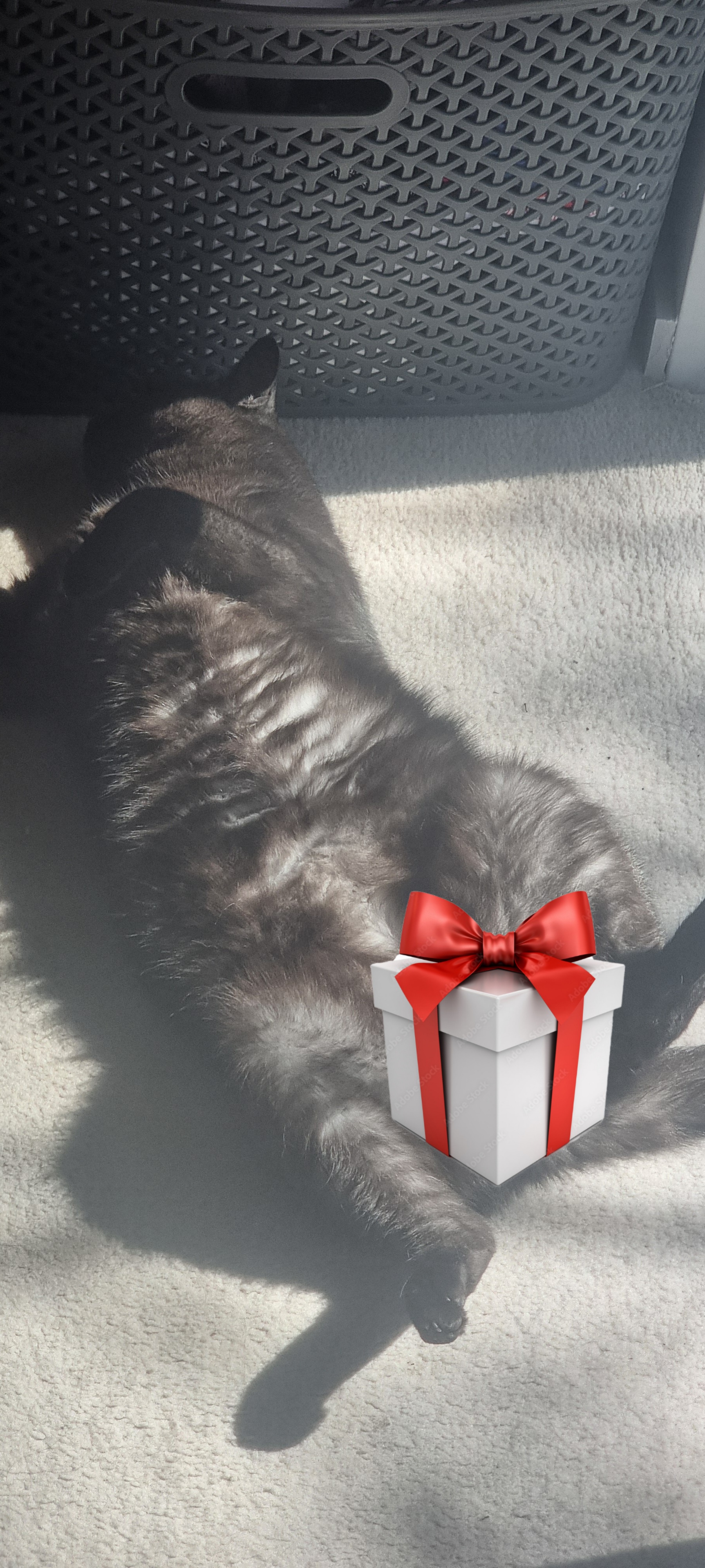 Bruce has a surprise for you, but only if you're brave enough to unwrap it. Meowrry Christmas!
