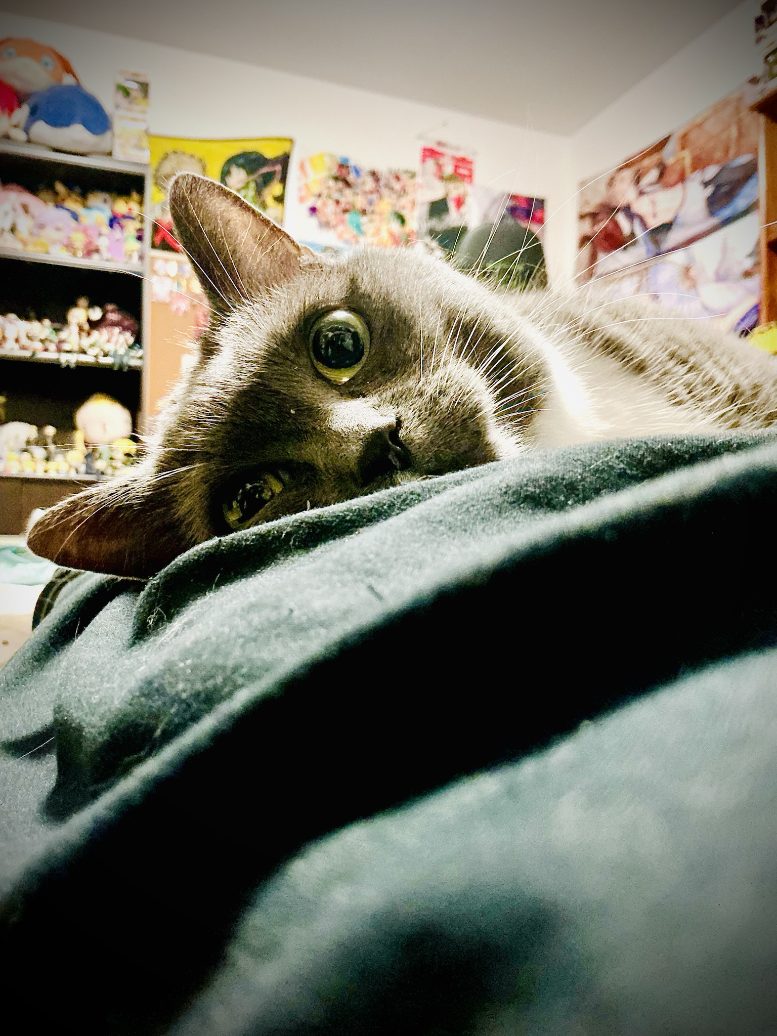 Celebrating Caturday with Feline Fun