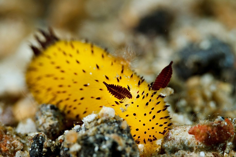 Can I tempt you with a sea slug during these challenging times?