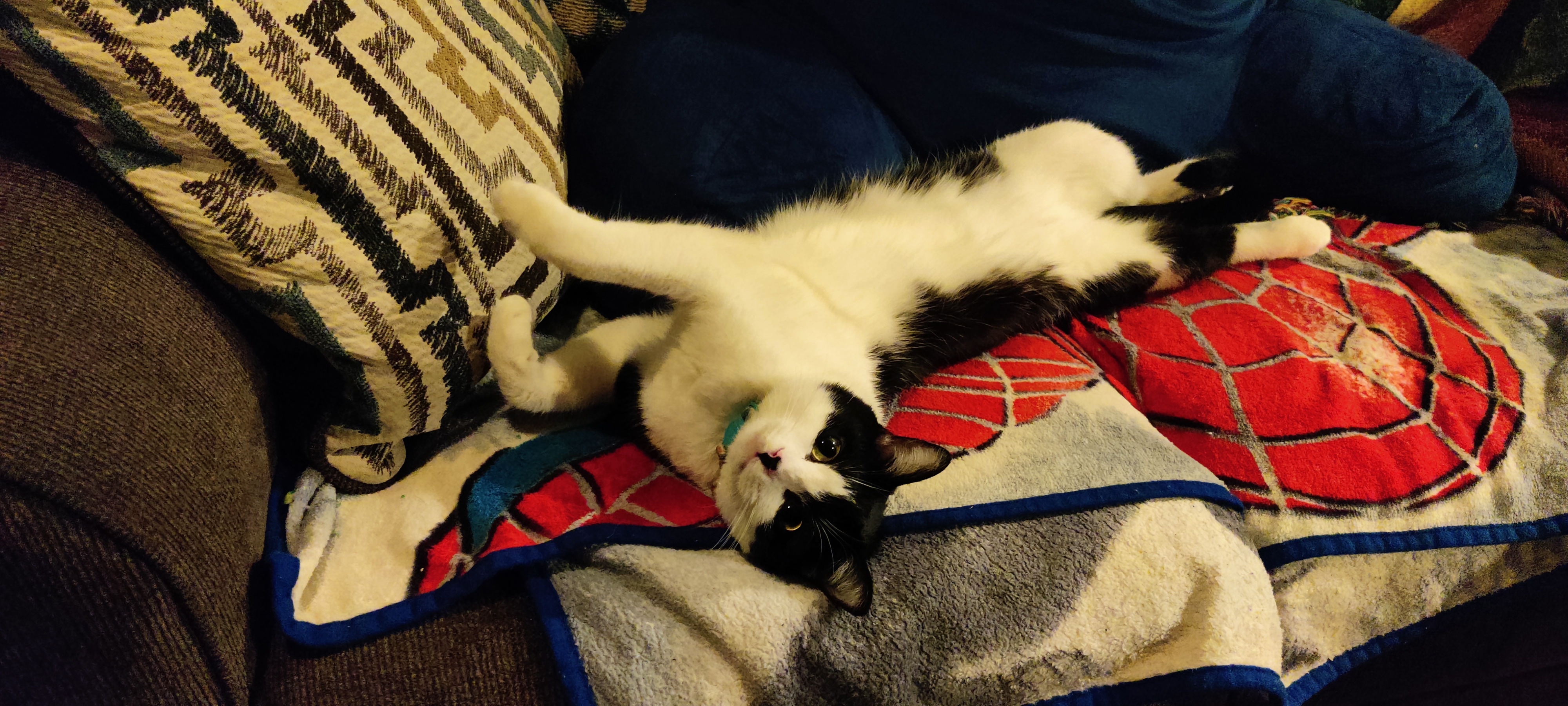 It's Caturday!
