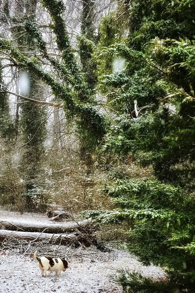 A Peaceful Stroll Through a Winter Wonderland