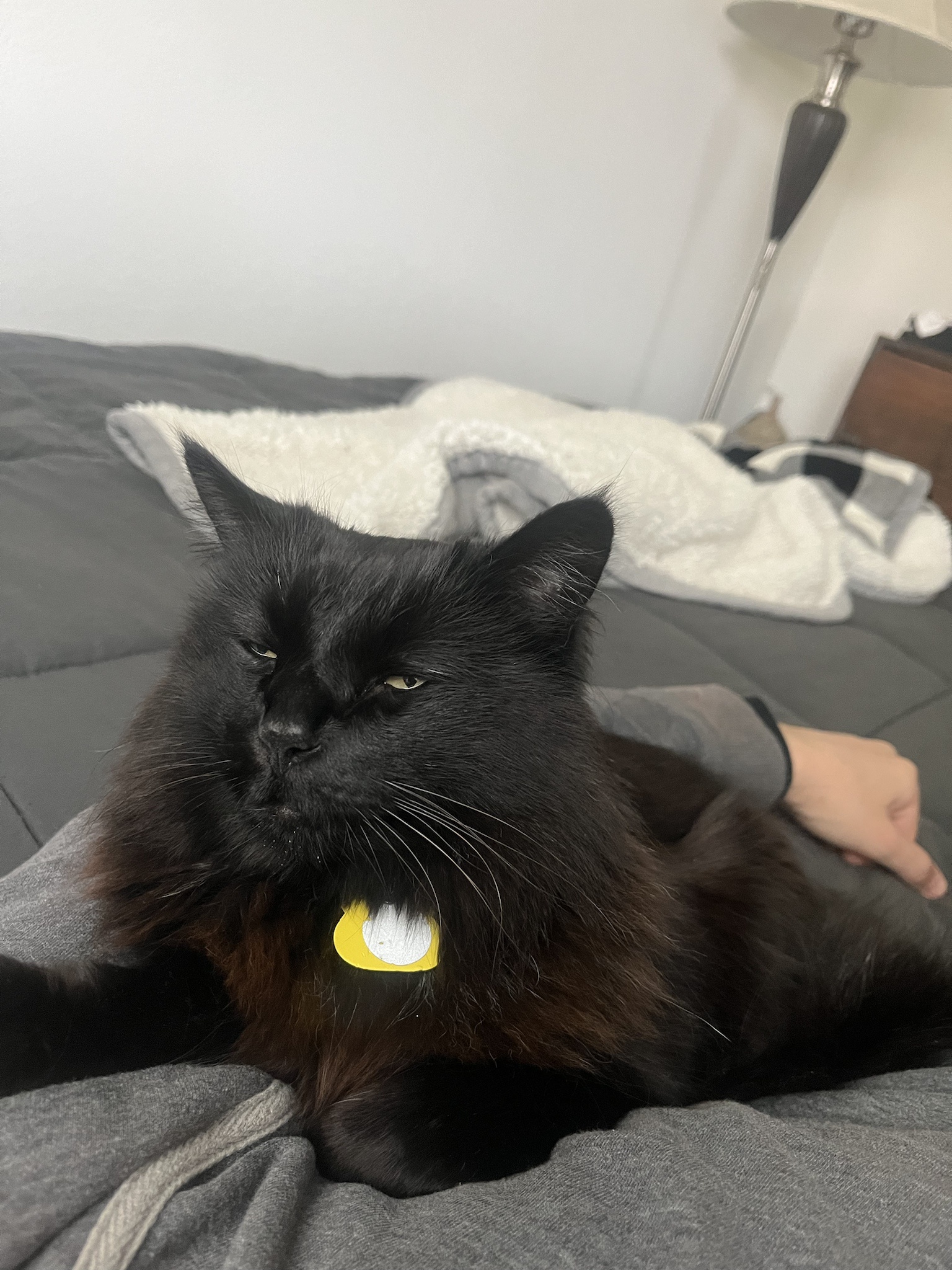 When You Overindulge in Catnip