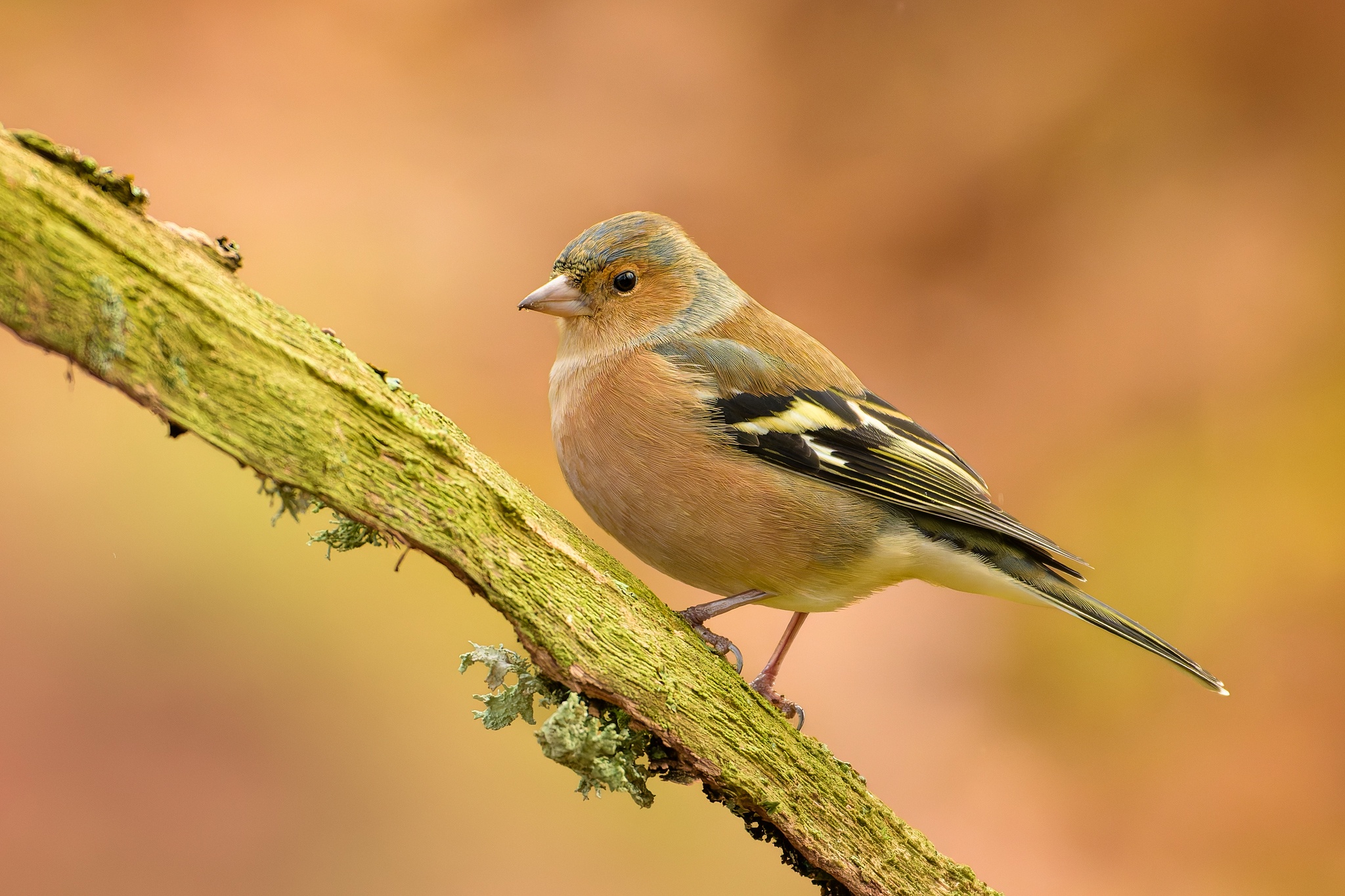 Meet the Charming Chaffinch: A Closer Look at Fringilla coelebs
