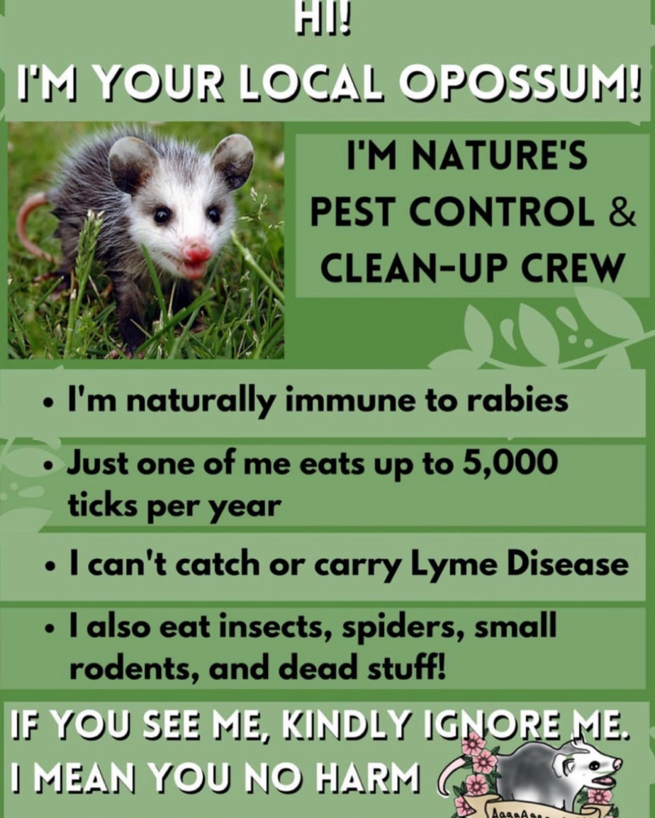 Meet the adorable opossum!