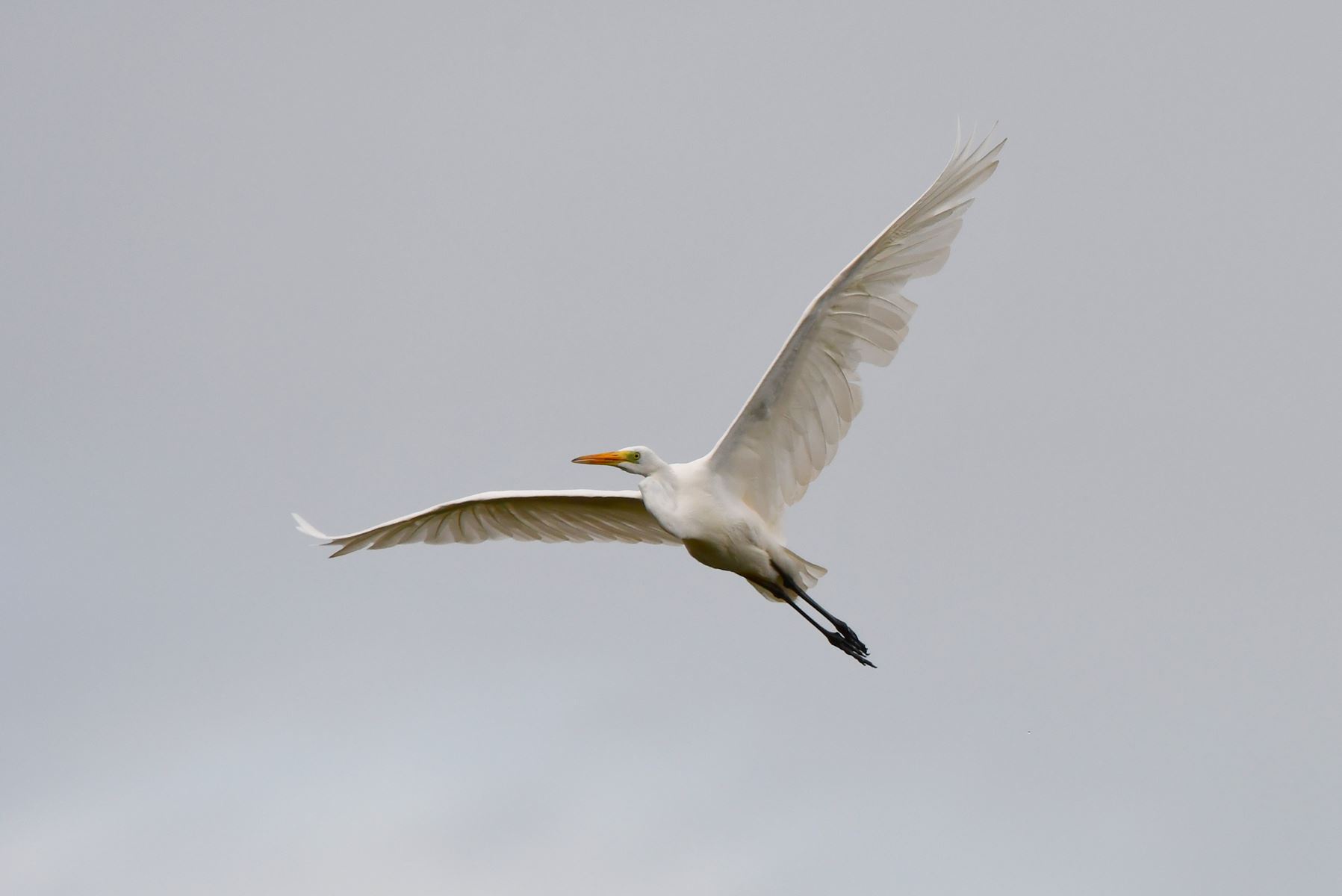 Majestic Great Egret in Focus