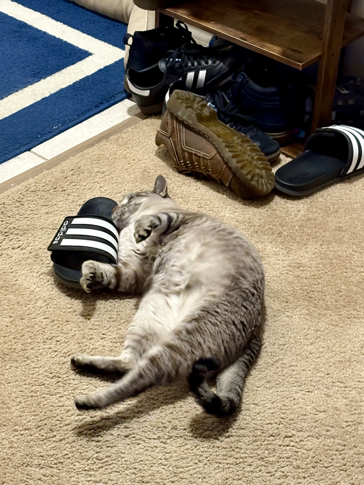 Introducing Poopsen: The Forgotten Feline from the Trump Era