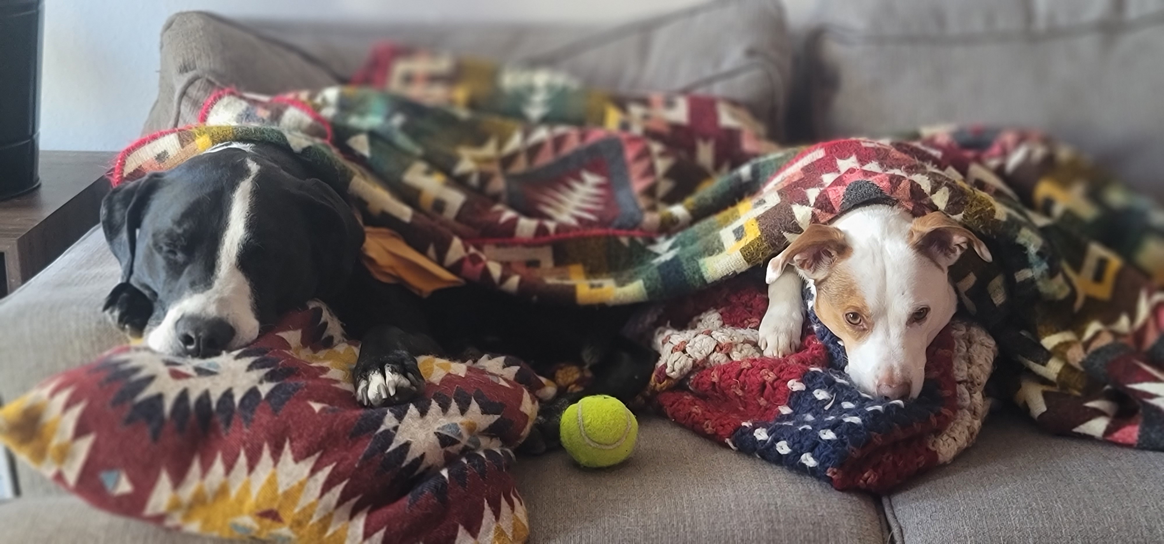 The Dog Tax: A Price Worth Paying for Cuteness
