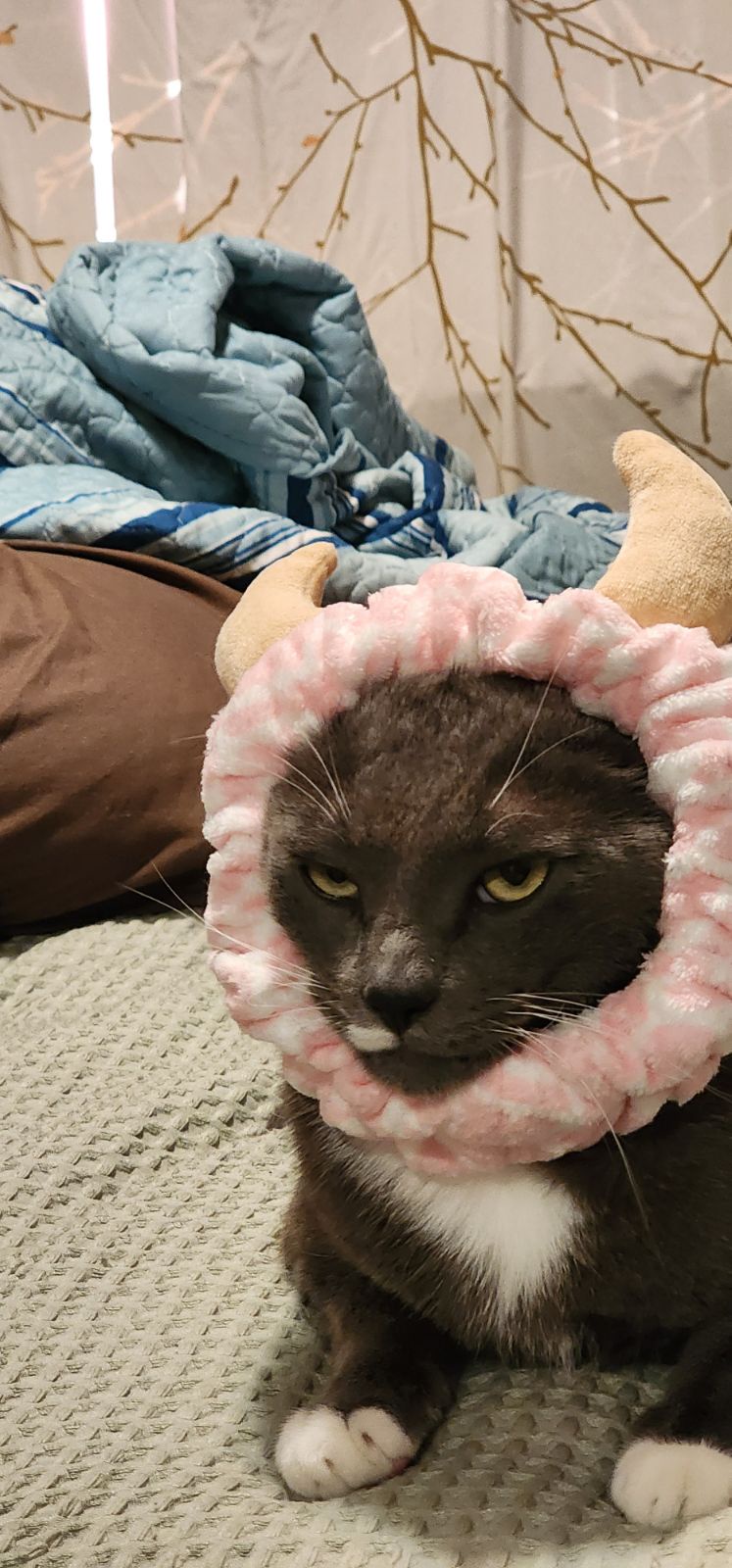 I've Never Seen My Cat This Furious Before