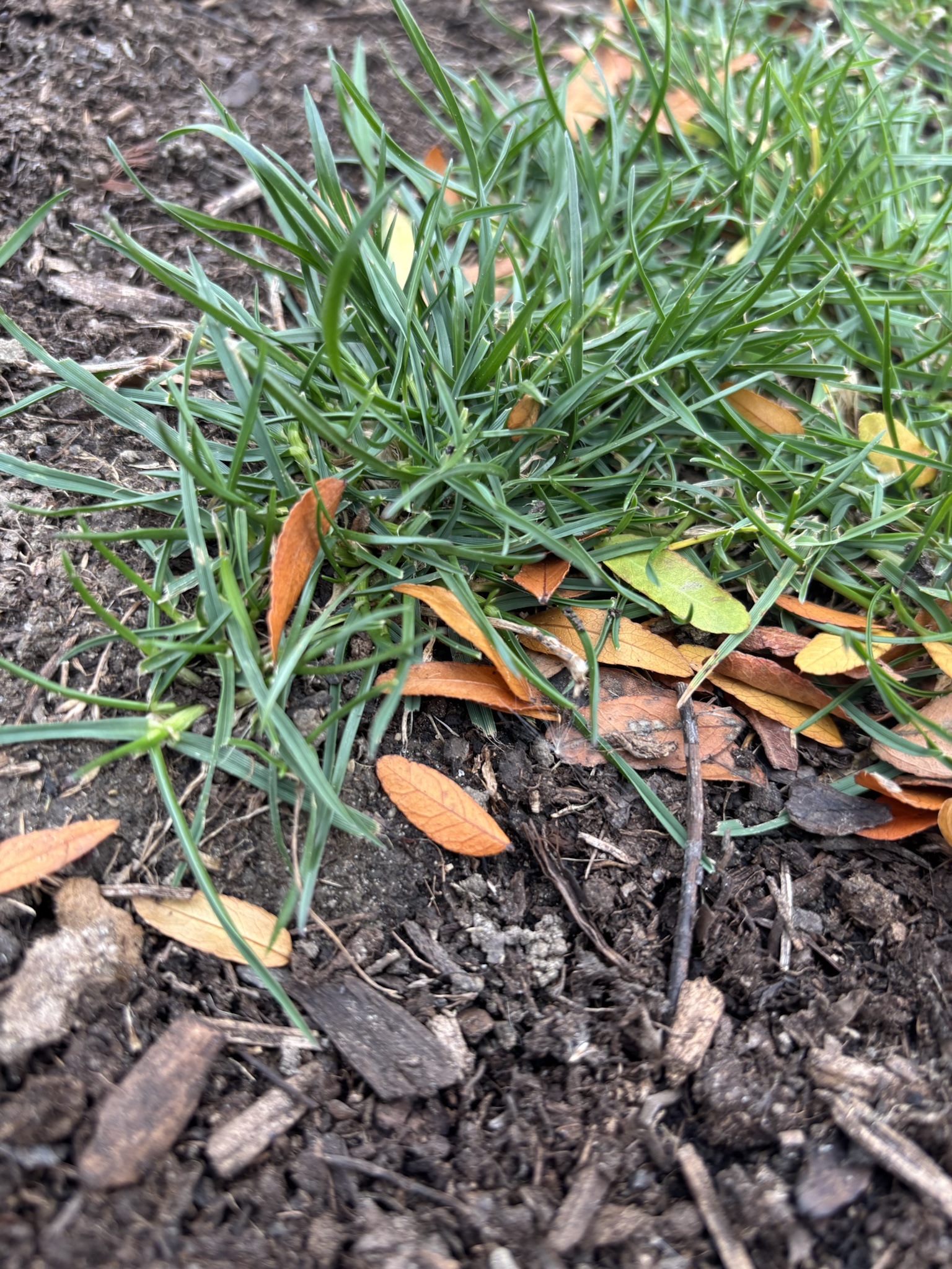 The Beauty of Grass: Nature's Green Carpet