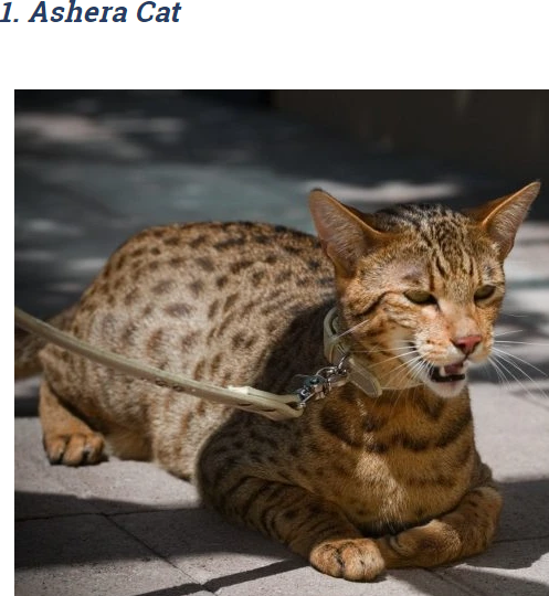 Meet the World's Most Expensive Cat: A Feline Fortune
