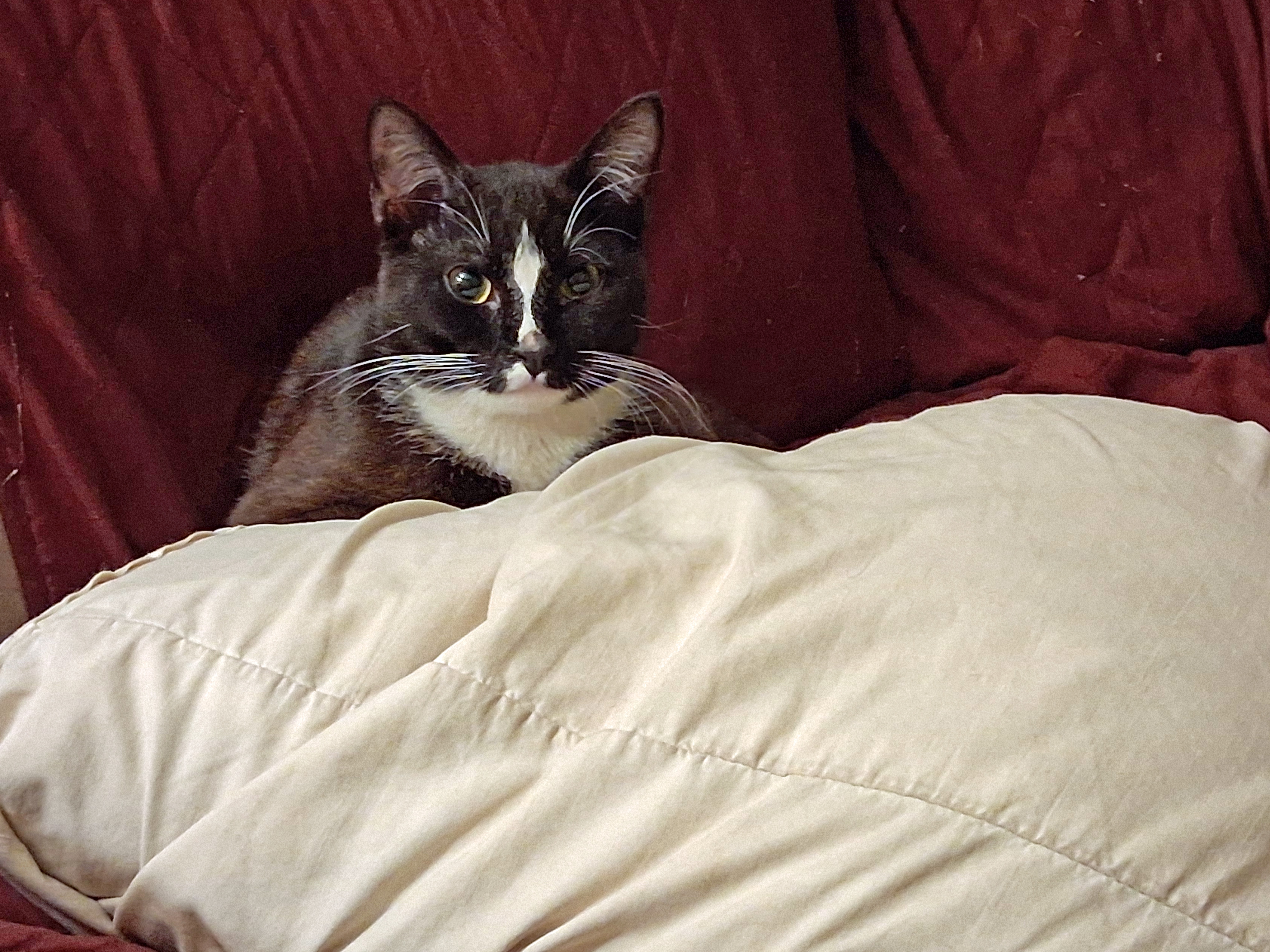 Meet the Dapper Tuxedo Cat