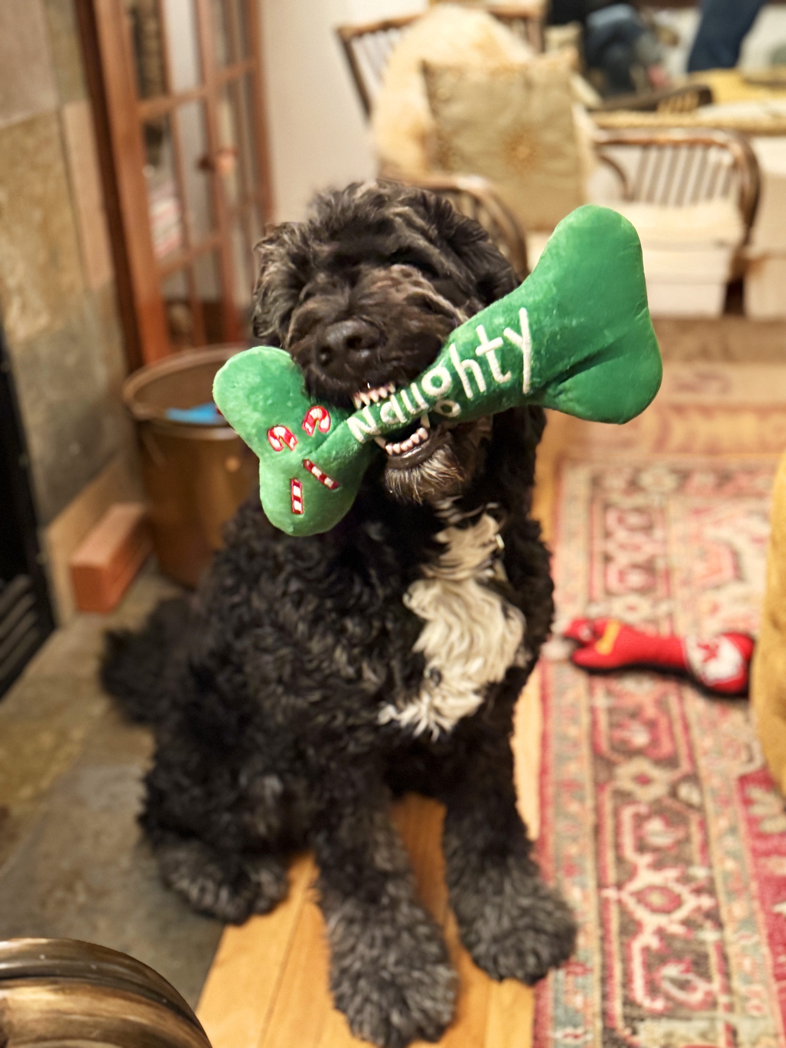This mischievous pup may be naughty, but deep down he's a sweetheart.
