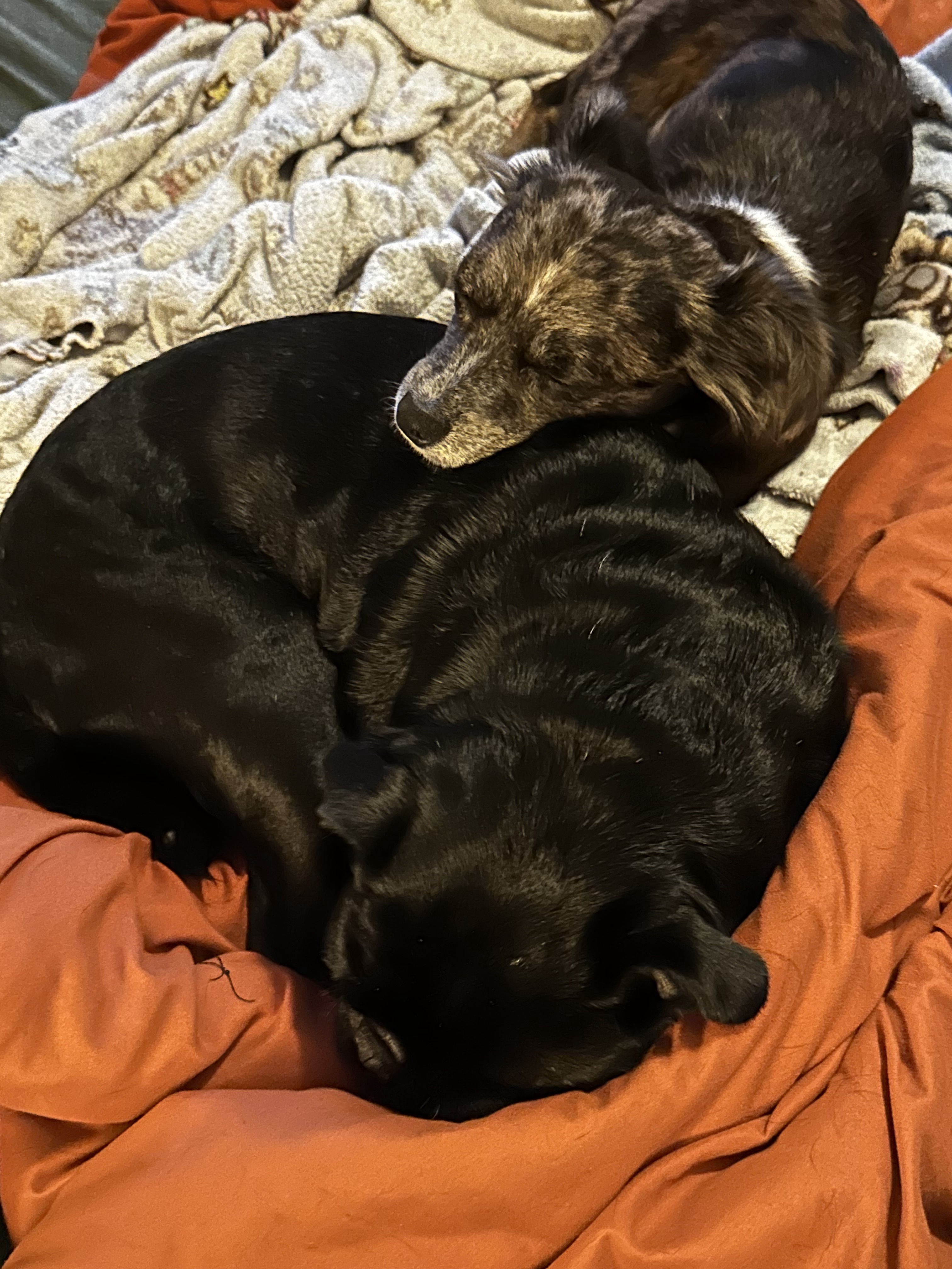 A quirky duo: Potato meets Peanut