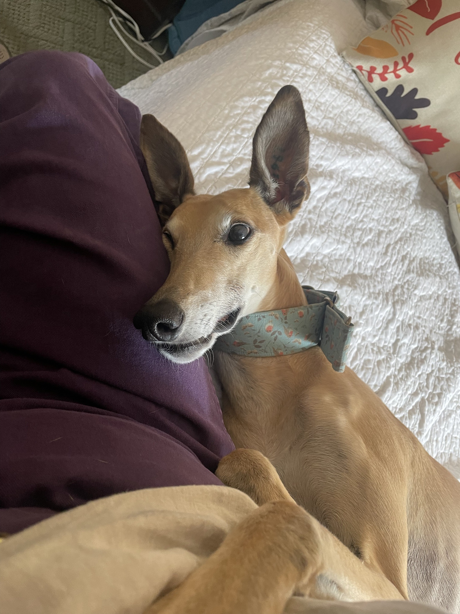 The Adorable Intermission Dog Stealing Hearts
