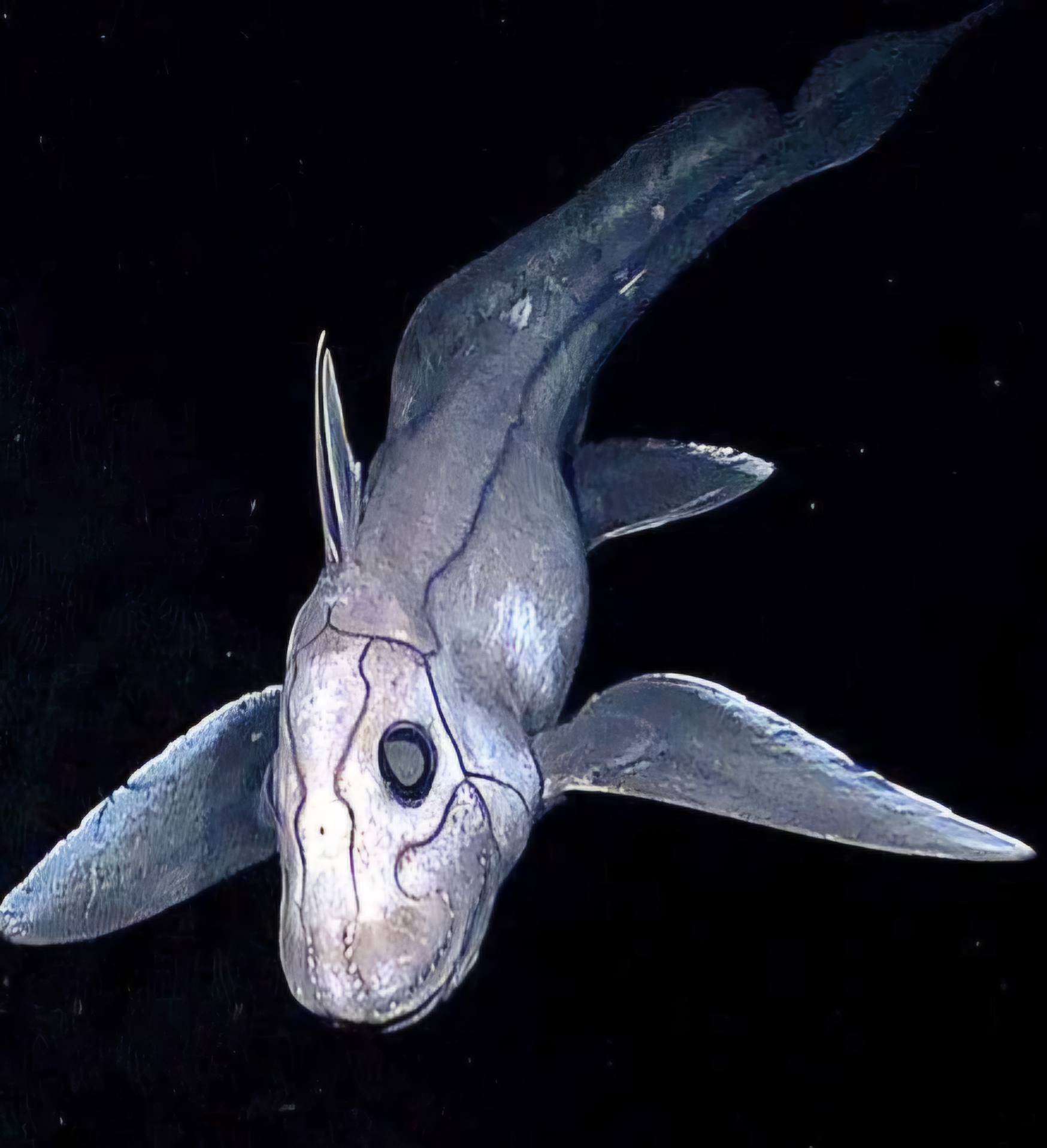 Meet the mysterious deep-sea chimera!
