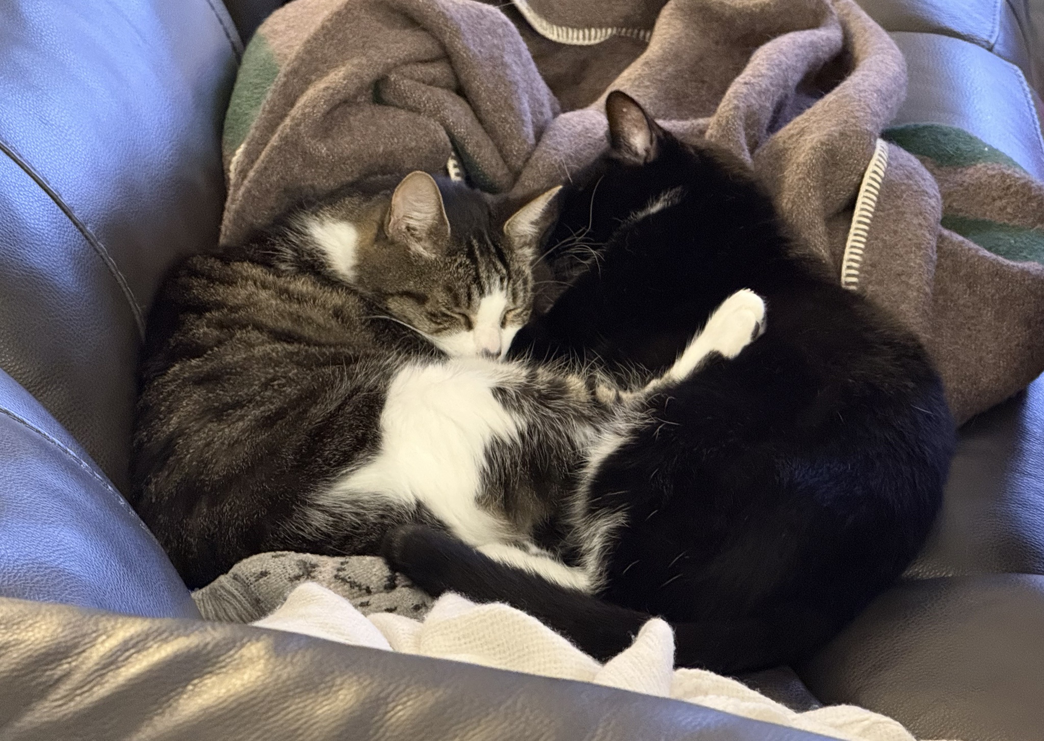 A Cozy Oasis from Doomscrolling: Cats Snuggling Together