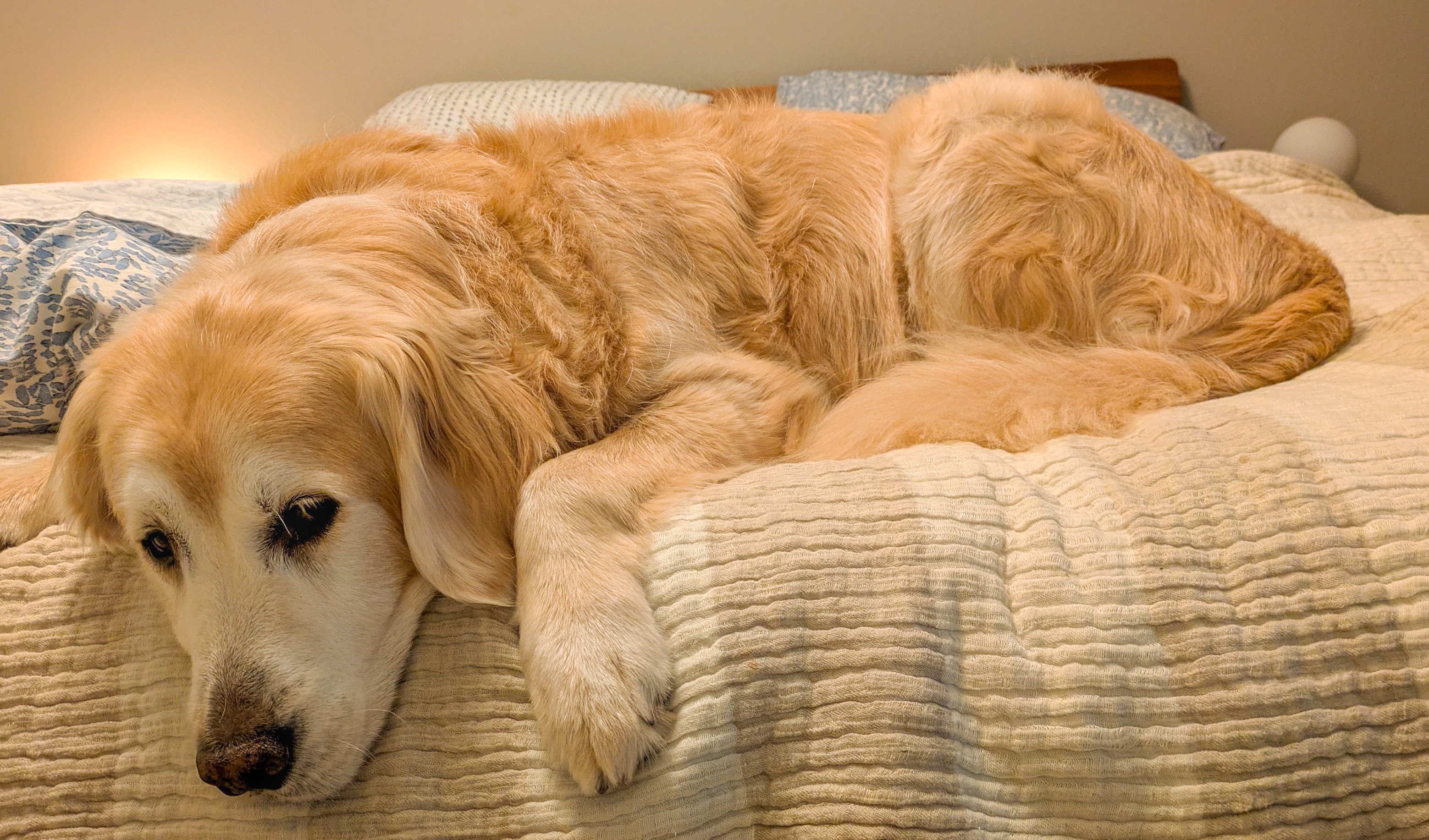 Cooper's Cozy Morning Nap in the Guest Room