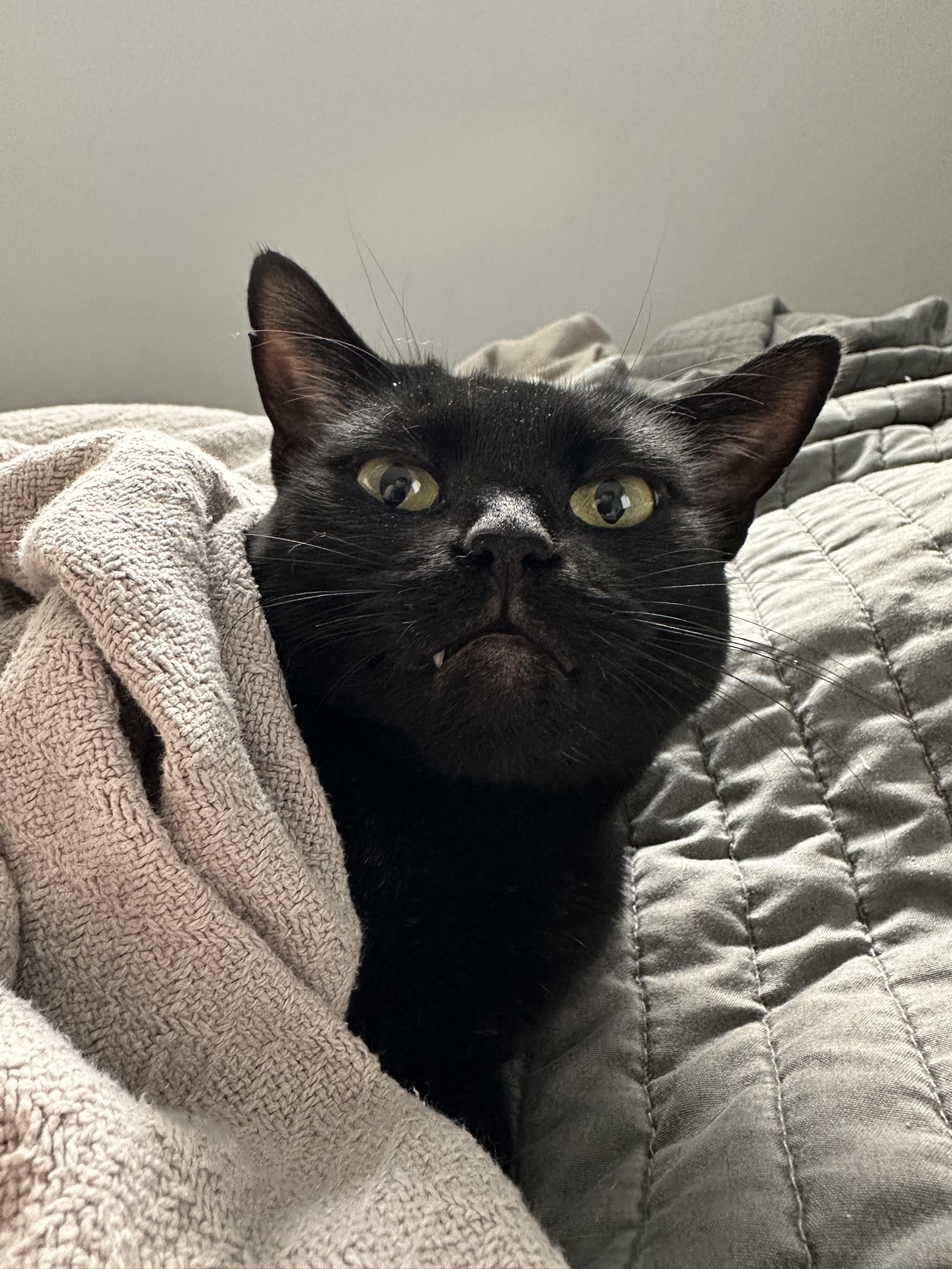 Embrace the Spooky Vibes with Black Cat Photos on Friday the 13th
