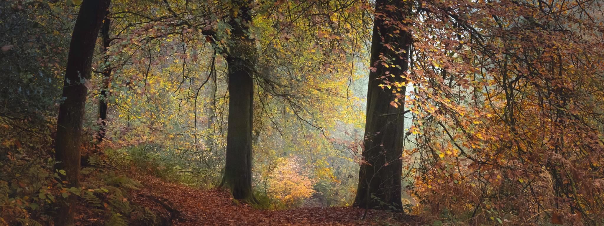 Enchanting forest vibes