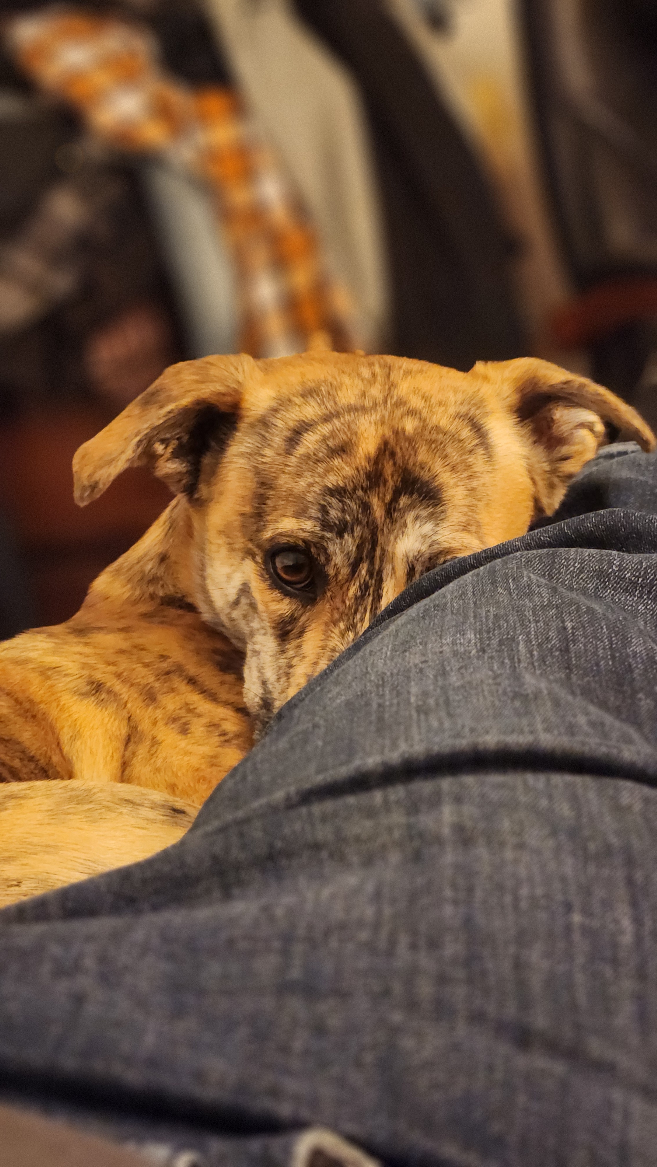 Just a lovable doggo being adorable.