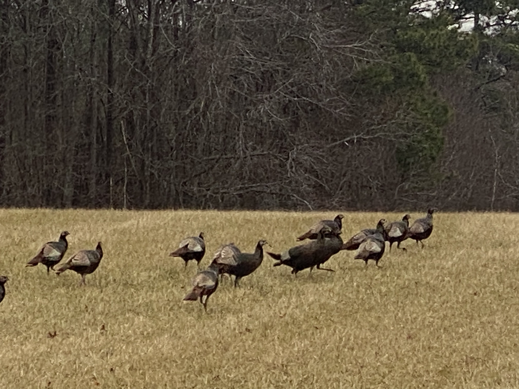 Are Those Wild Turkeys Roaming Around?