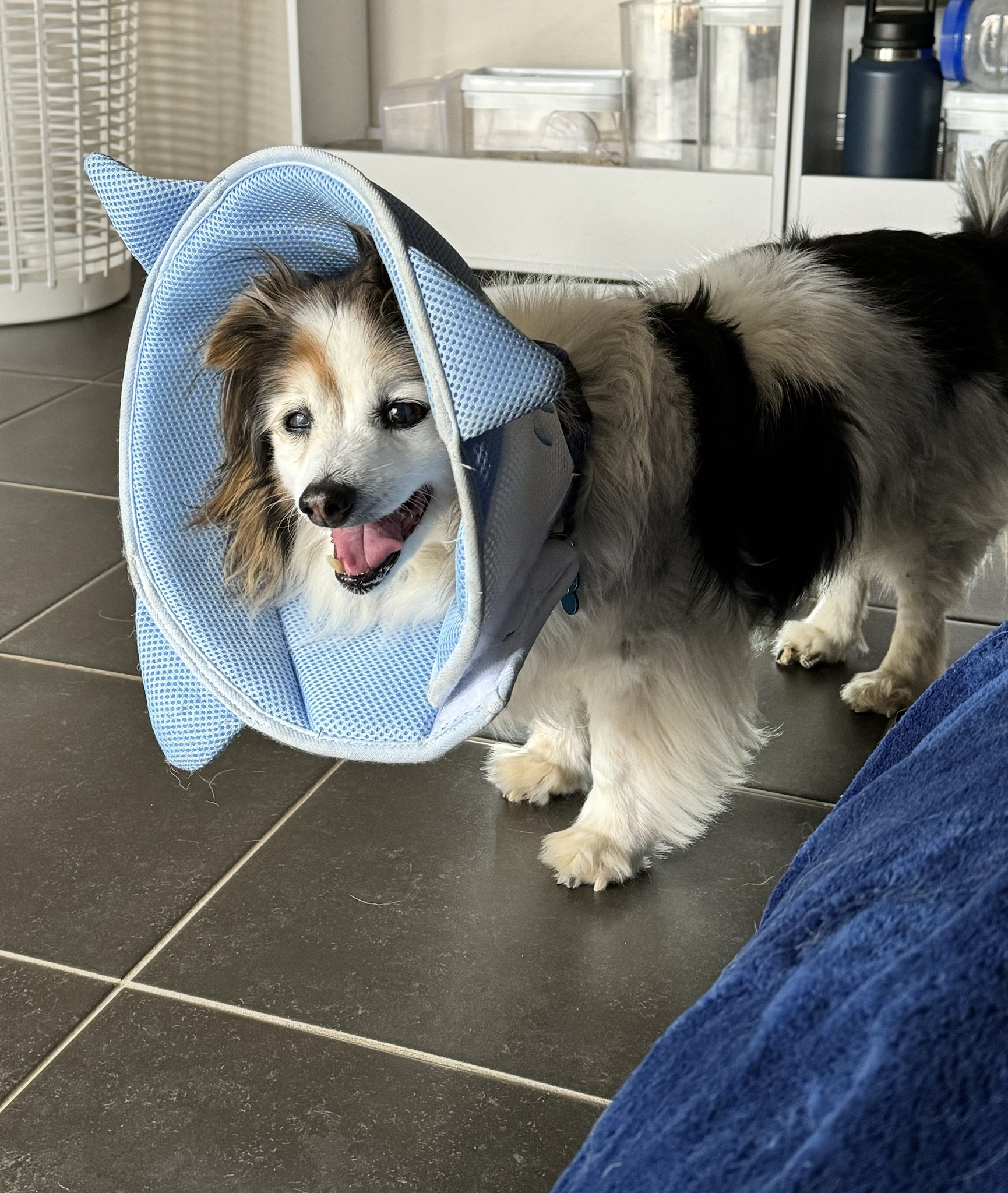 Daily Dose of Cuteness: Meet My Dog Panko