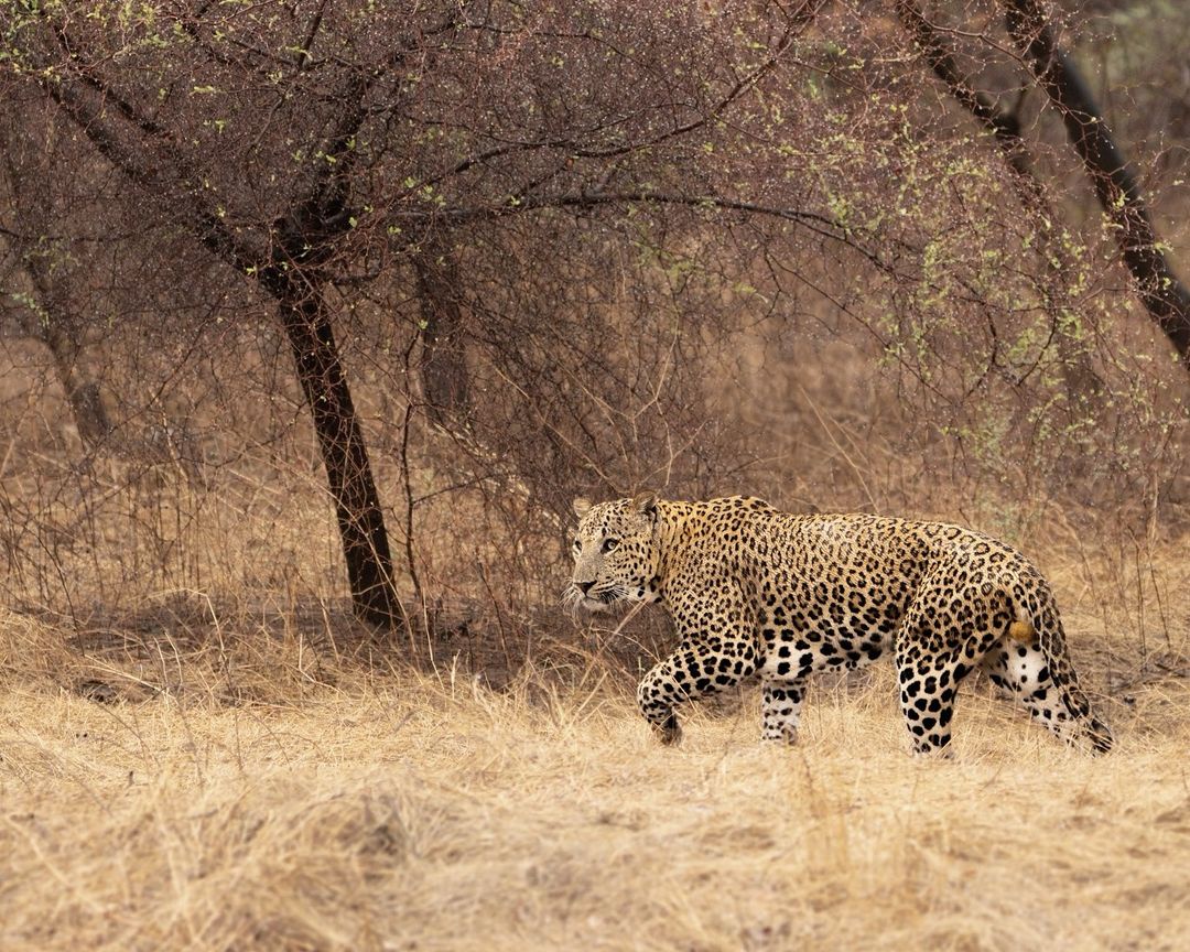 Meet Bagheera: The Muscular Leopard in All His Glory