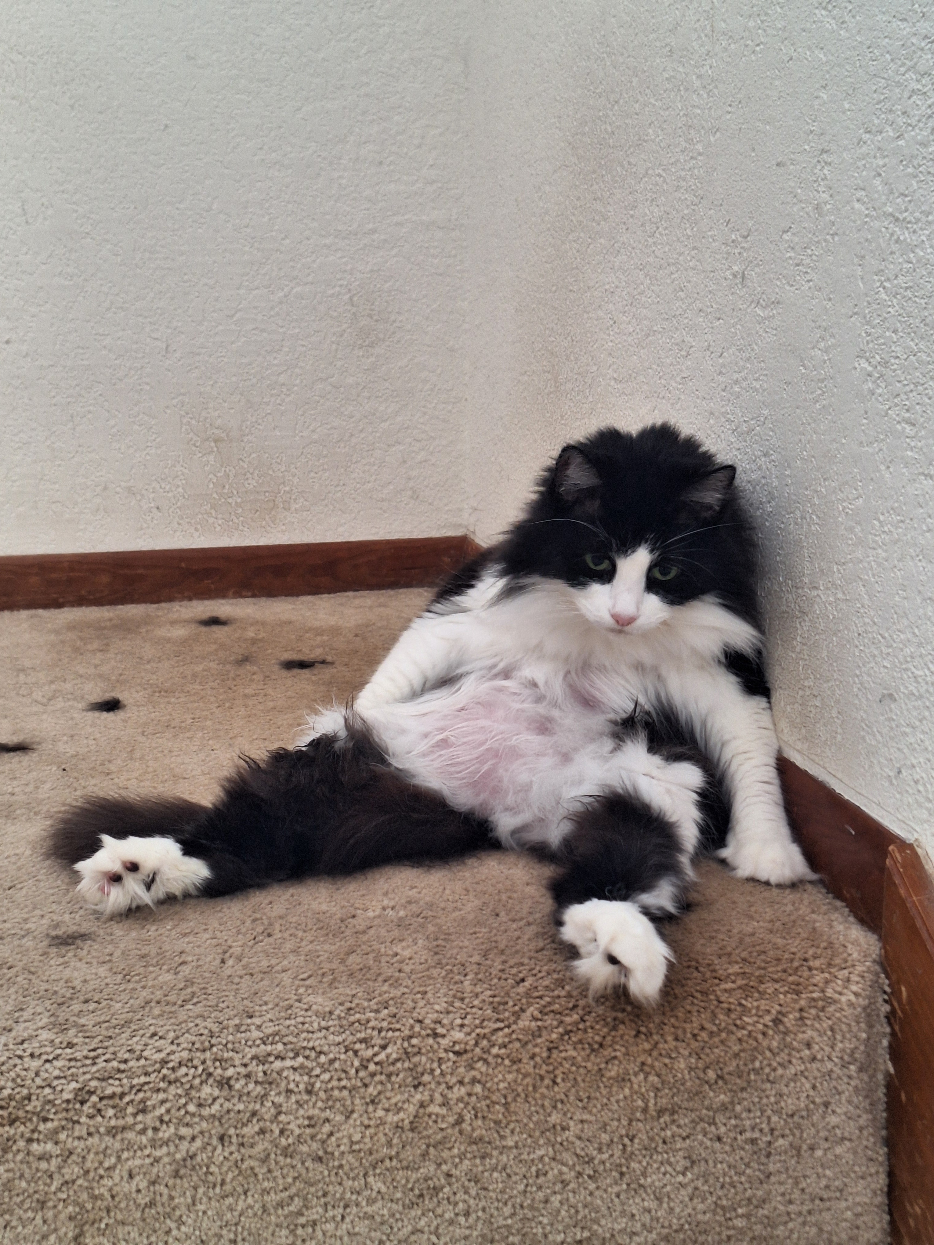 Here’s an Adorable New Photo of My Cat