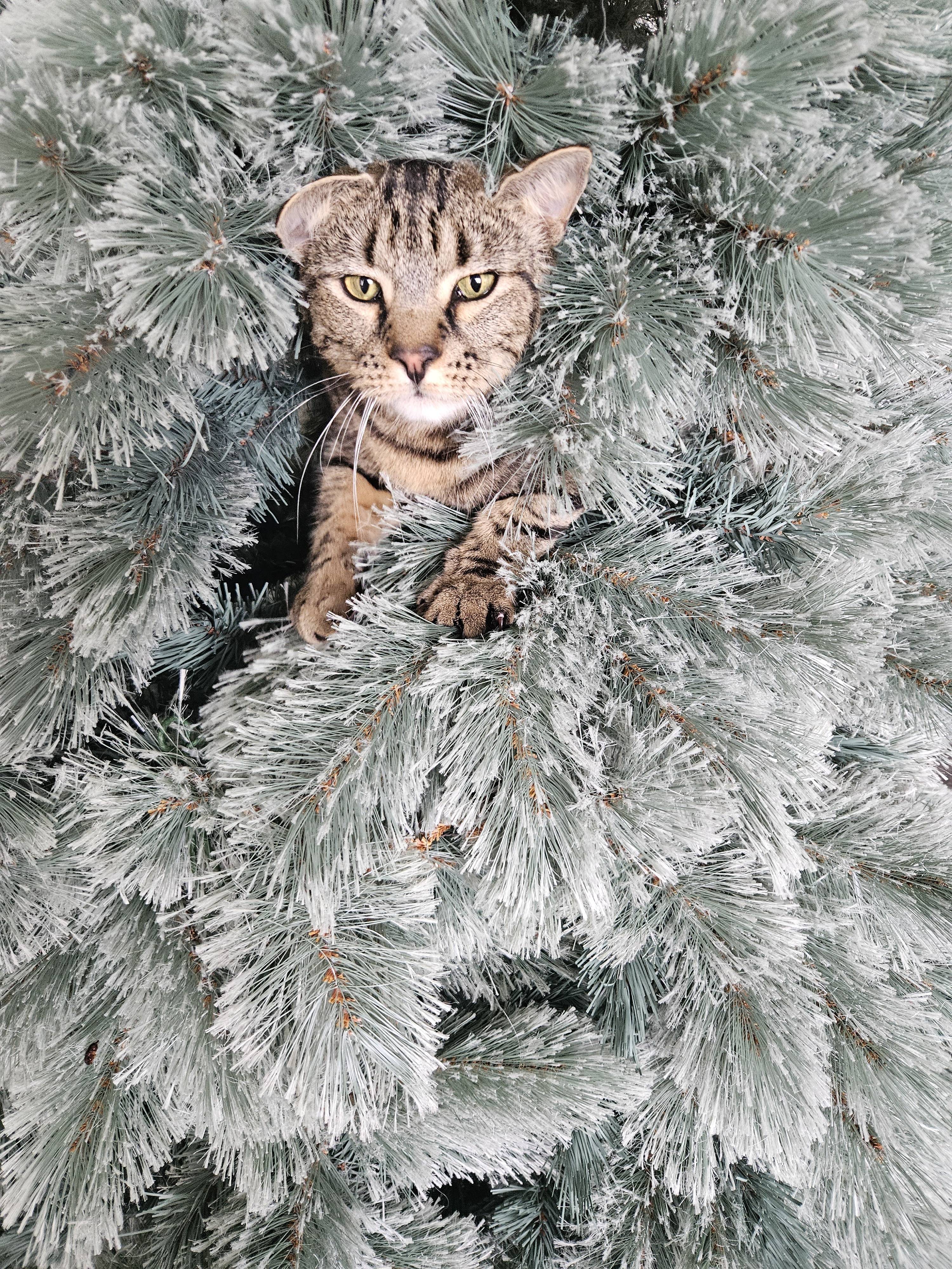 Impatiently Waiting for the Tree Inspection to Wrap Up Before Decorating