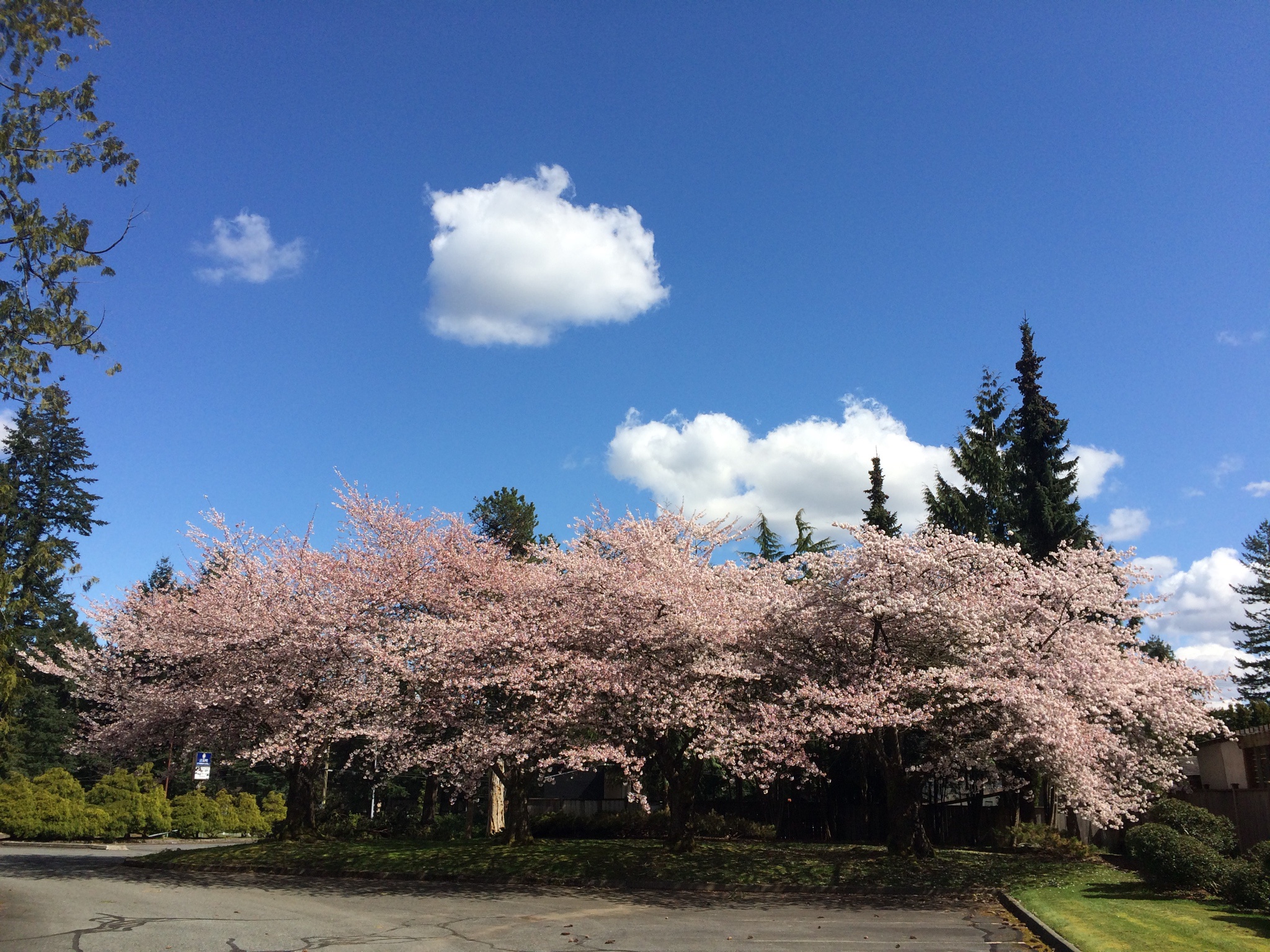 A Beautiful Blend: Cherry Blossoms and Heathers 2021
