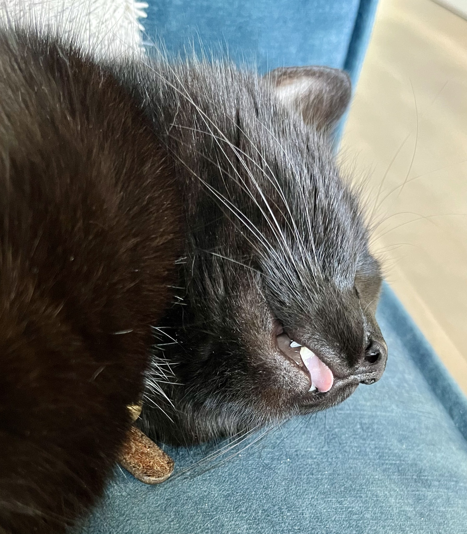 Adorably Sleepy Teefies