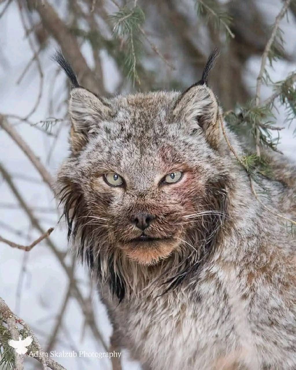 Is This Canadian Lynx Channeling Ron Perlman's Beast? You Decide!